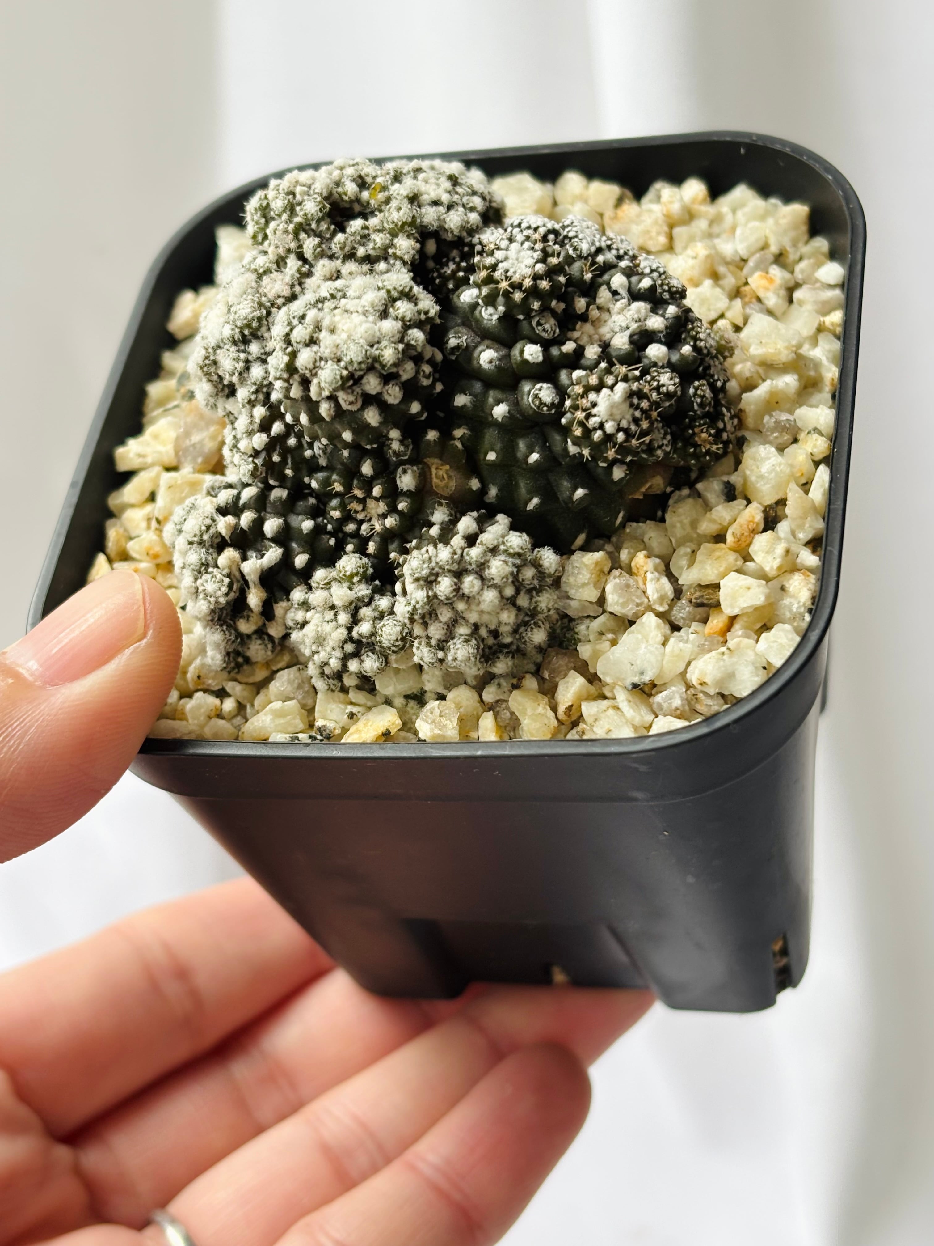 Copiapoa Tenuissima コピアポア テヌイシマ 魚鱗玉 サボテン | plants