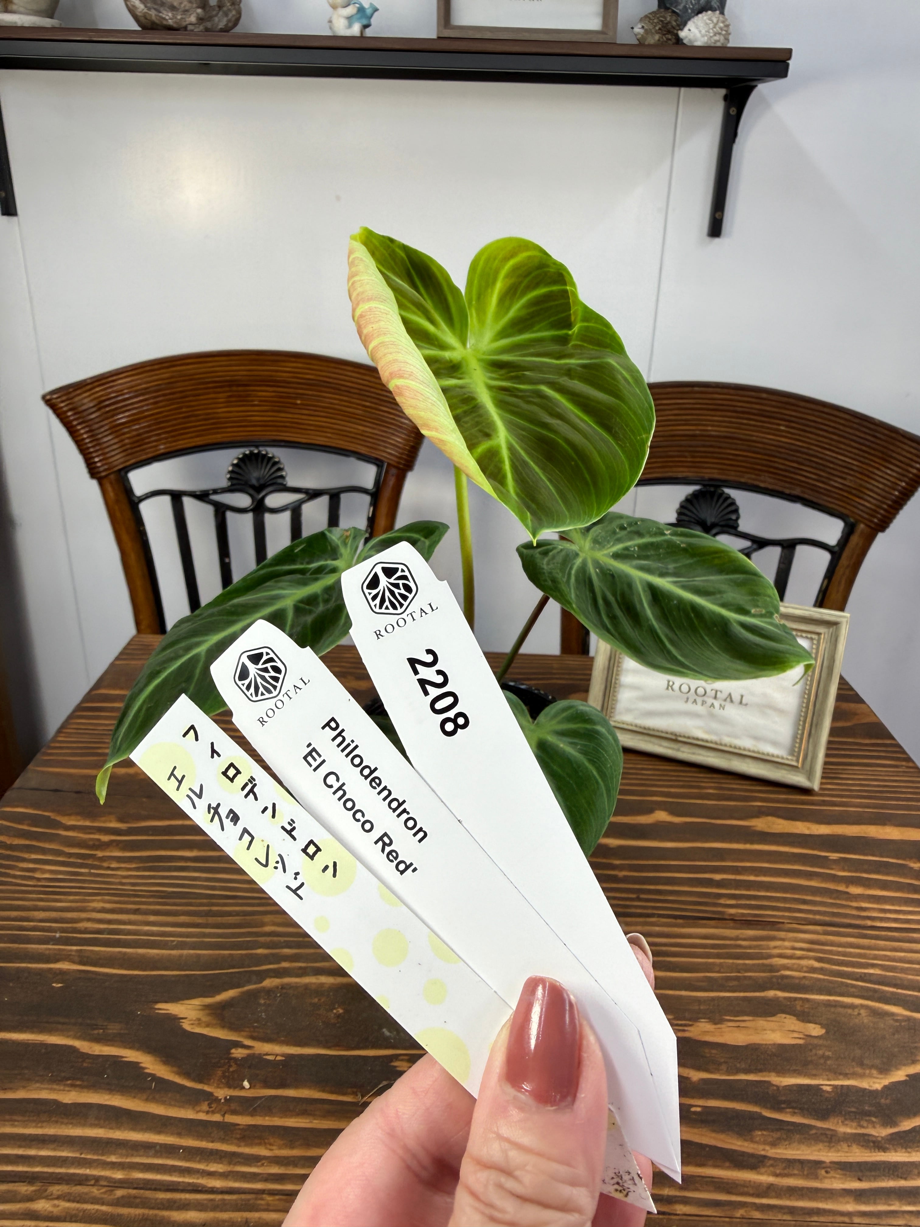 ★2208 フィロデンドロン エルチョコレッド(3.5号ポット)※少々、葉傷みあり