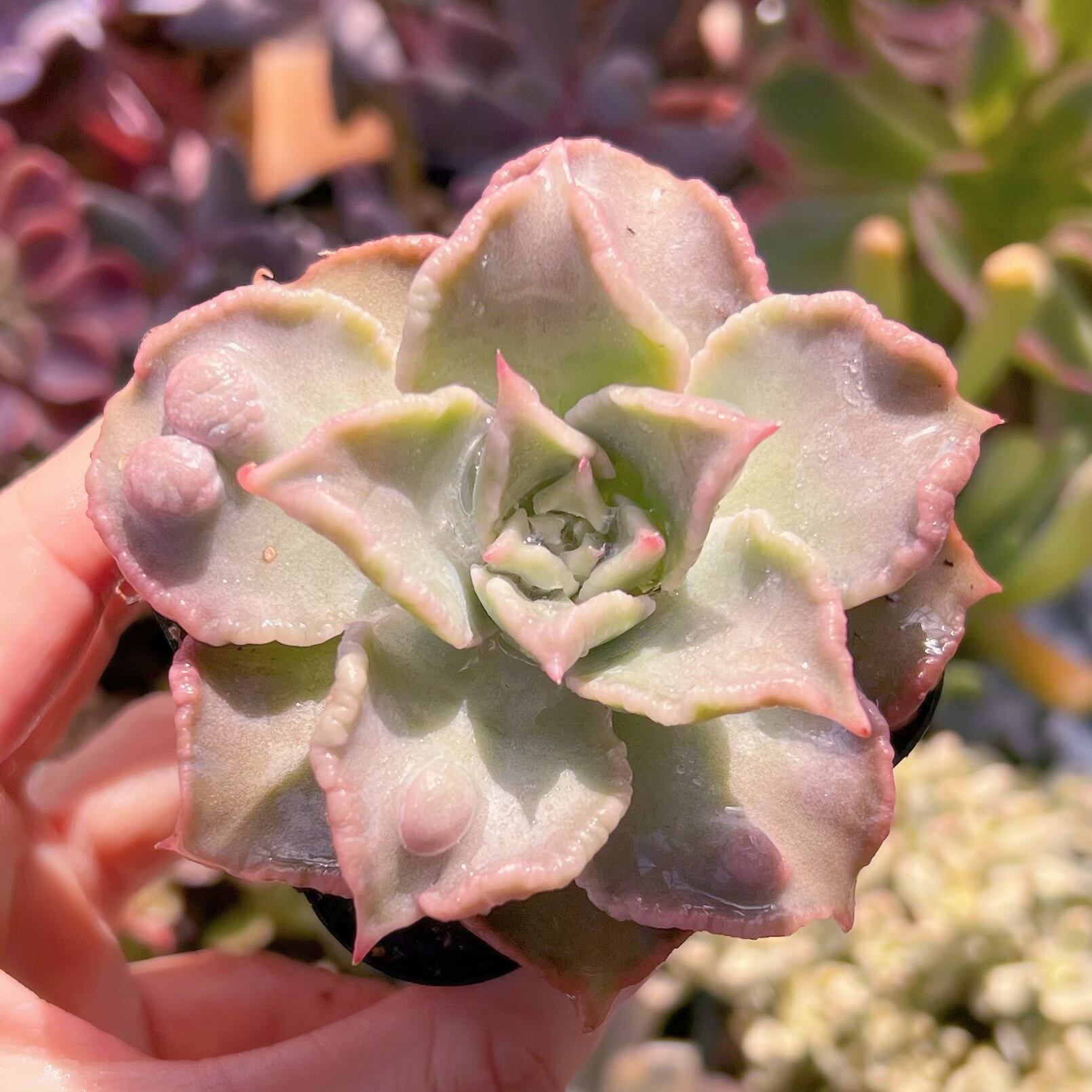 現品　コブマディバ#617　新入荷