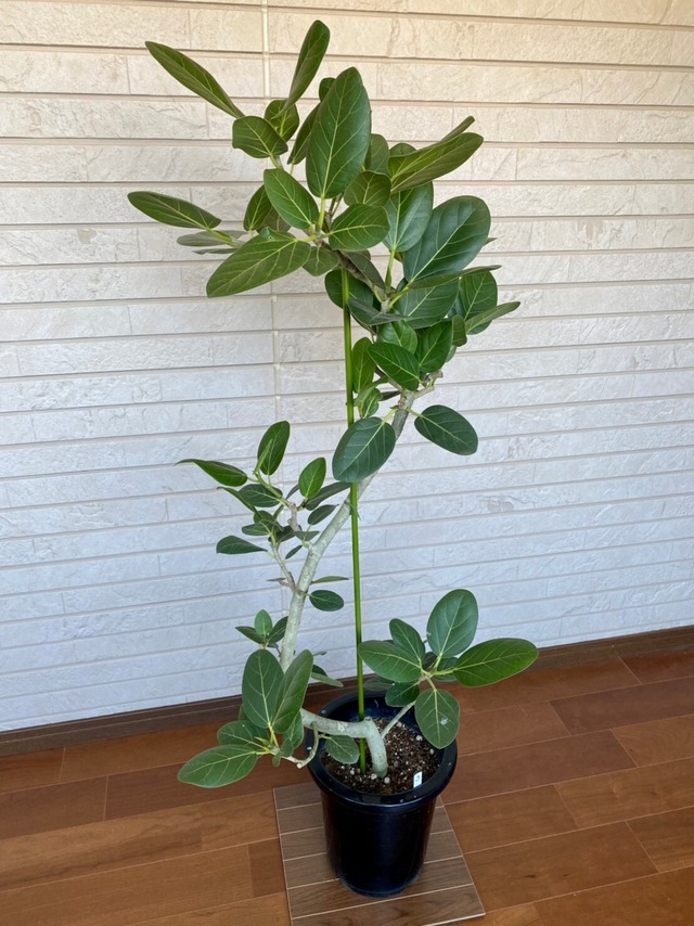 観葉植物　ベンガレンシス　曲り　8号　③