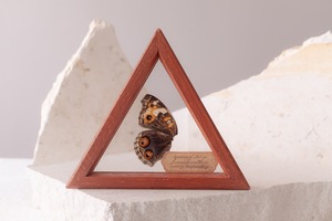 空中標本 - アオタテハモドキの翅 × 銘木パドック