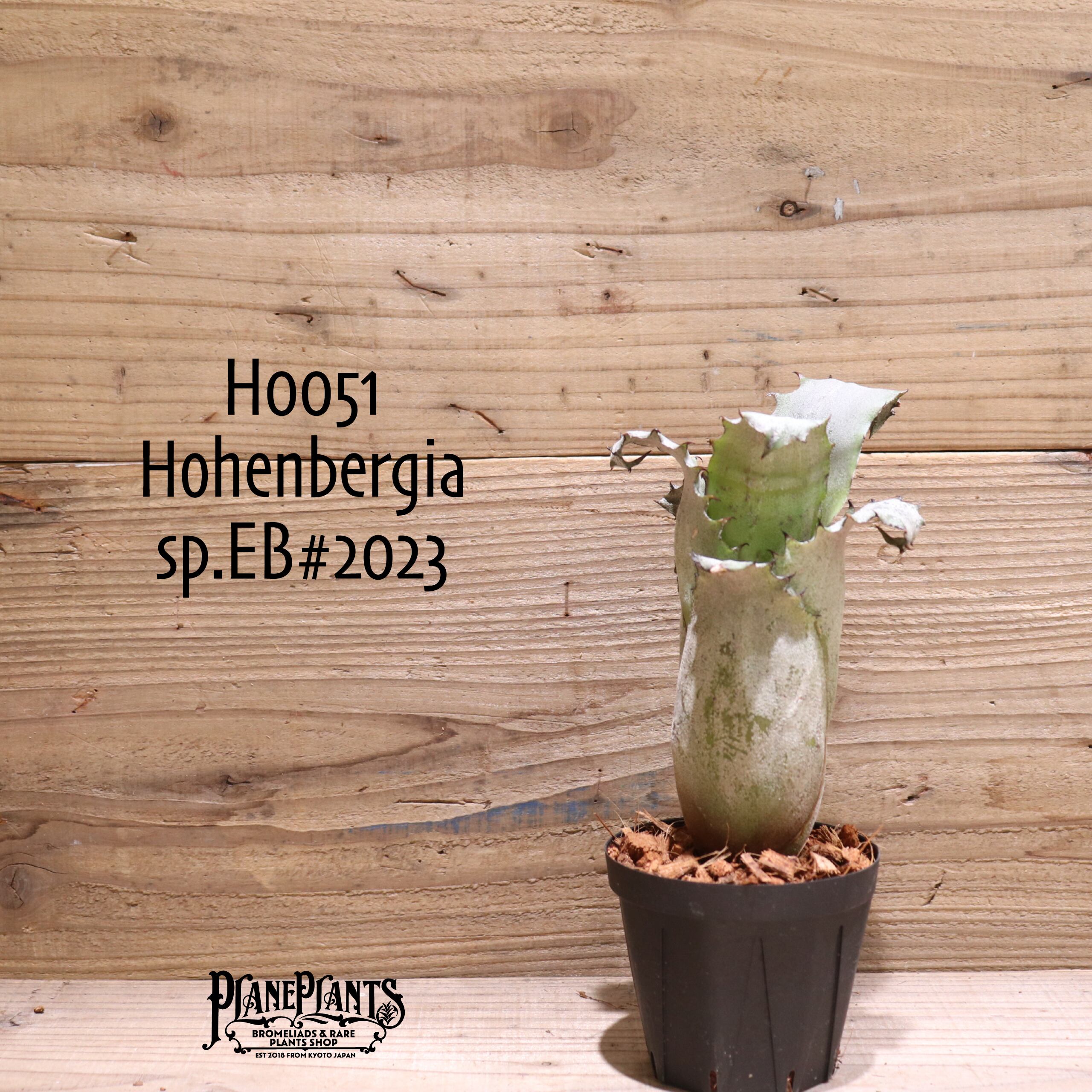 送料無料】 Hohenbergia magnispina〔ホヘンベルギア〕現品発送H0010