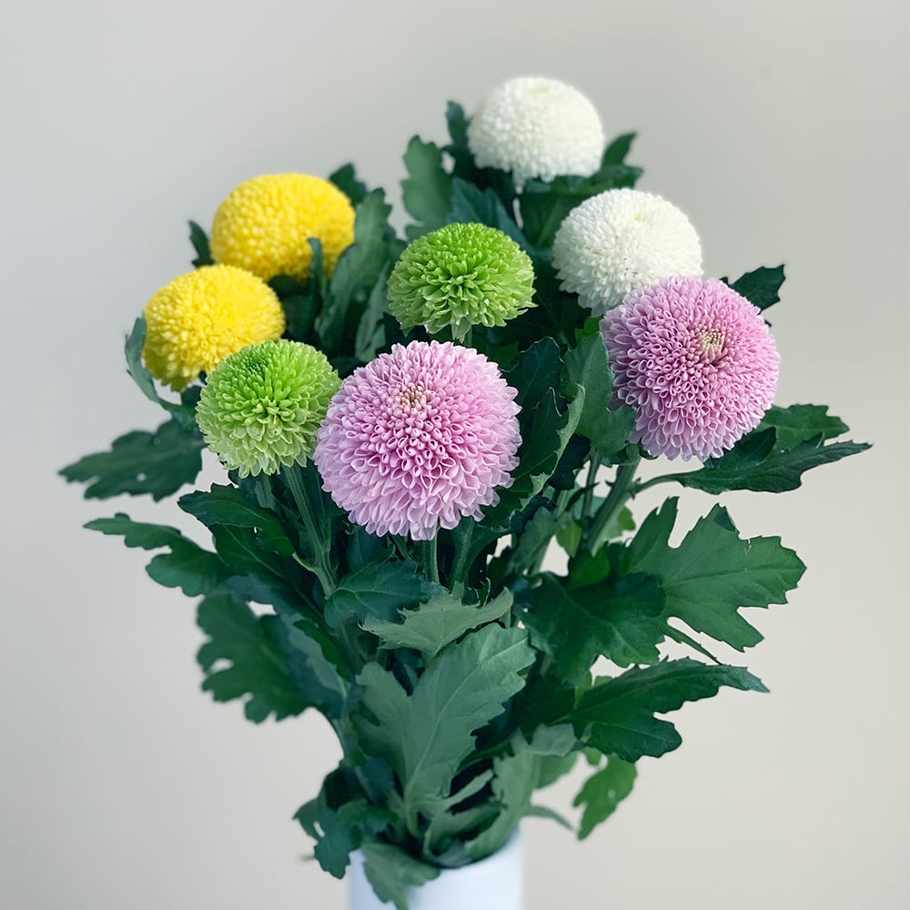 ピンポンマムmix16本 お供え1対セット よいはな Yoihana 最高品質のお花をお届けするネット通販