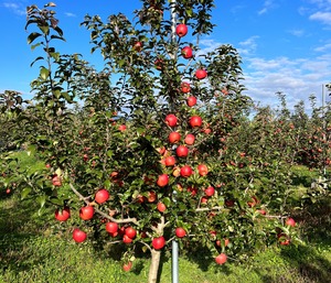 葉取らず高徳&シナノゴールド　家庭用2kg