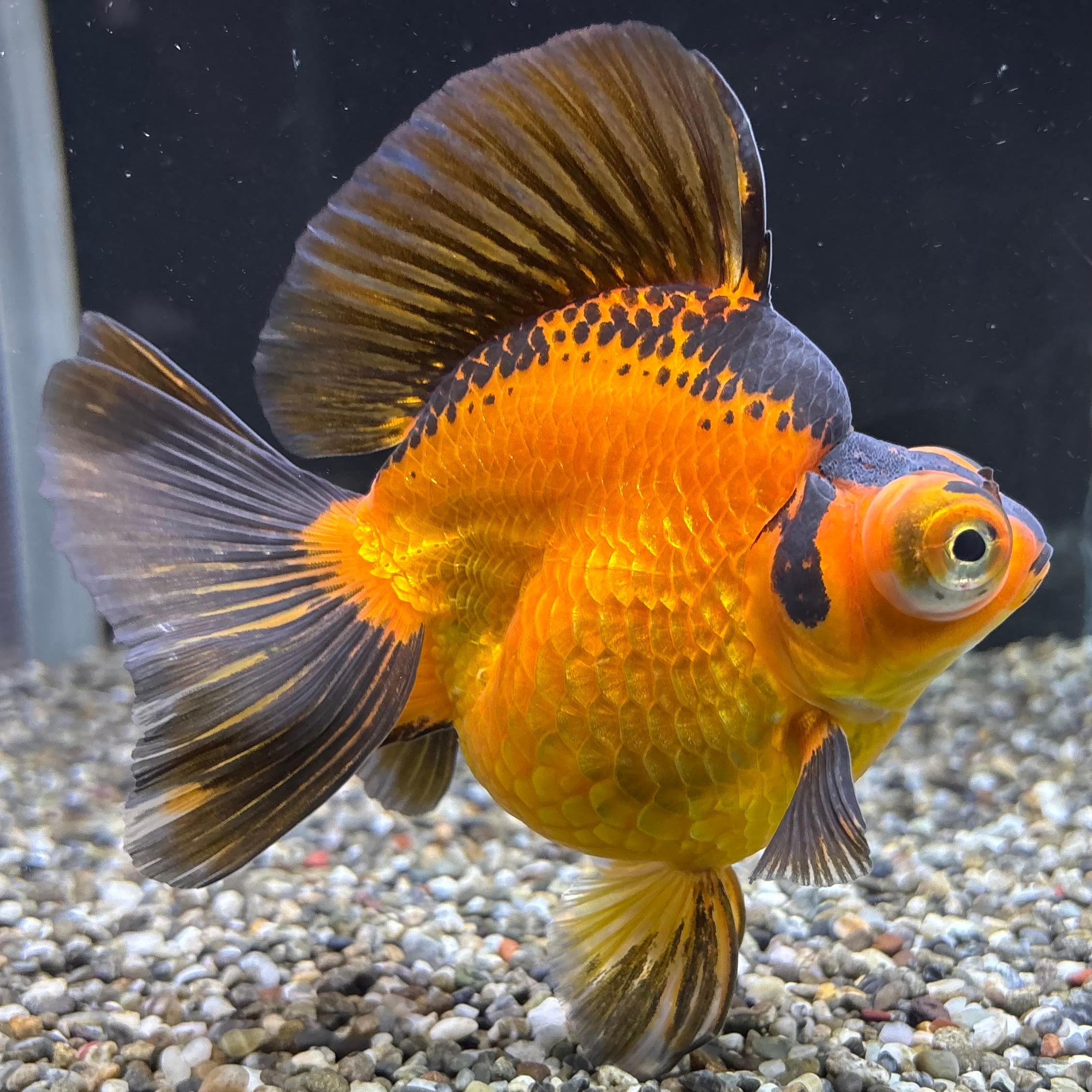 出目金ブロードテール 虎 13cm