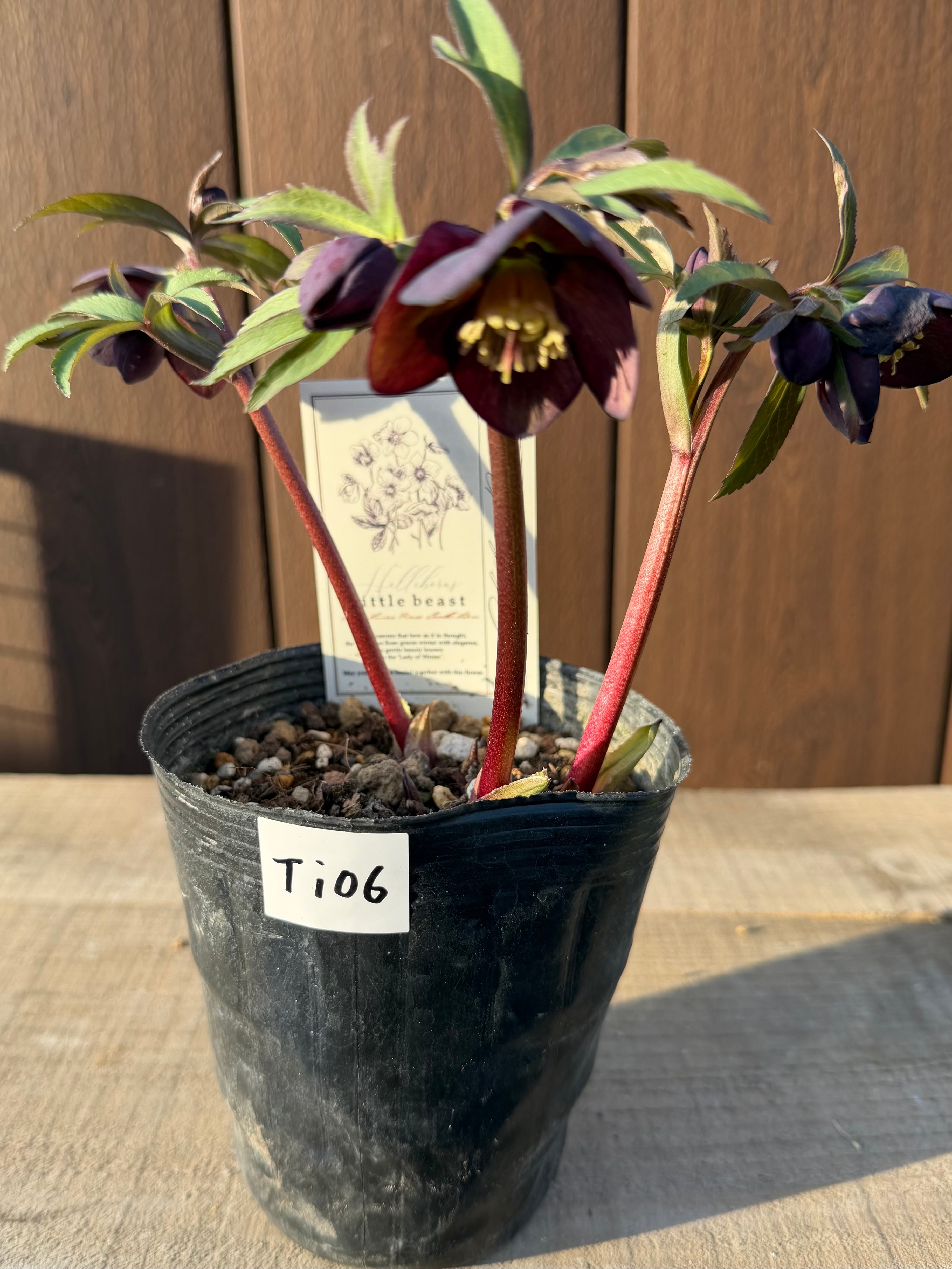 リトルビースト アトロルーベンス系 高橋育苗 クリスマスローズ【Ta06