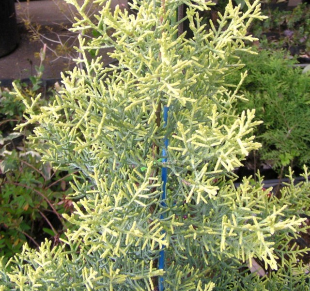 アリゾナイトスギ サルフレア 21cmポット 神多野園芸