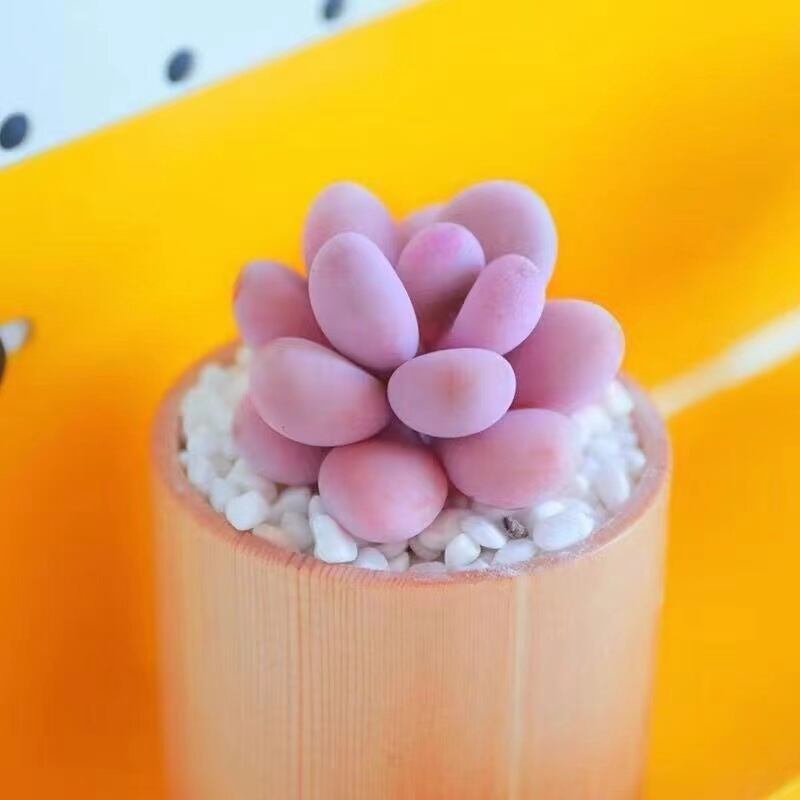 ポケットにお金を入れるとげのないサボテンスイカポケット