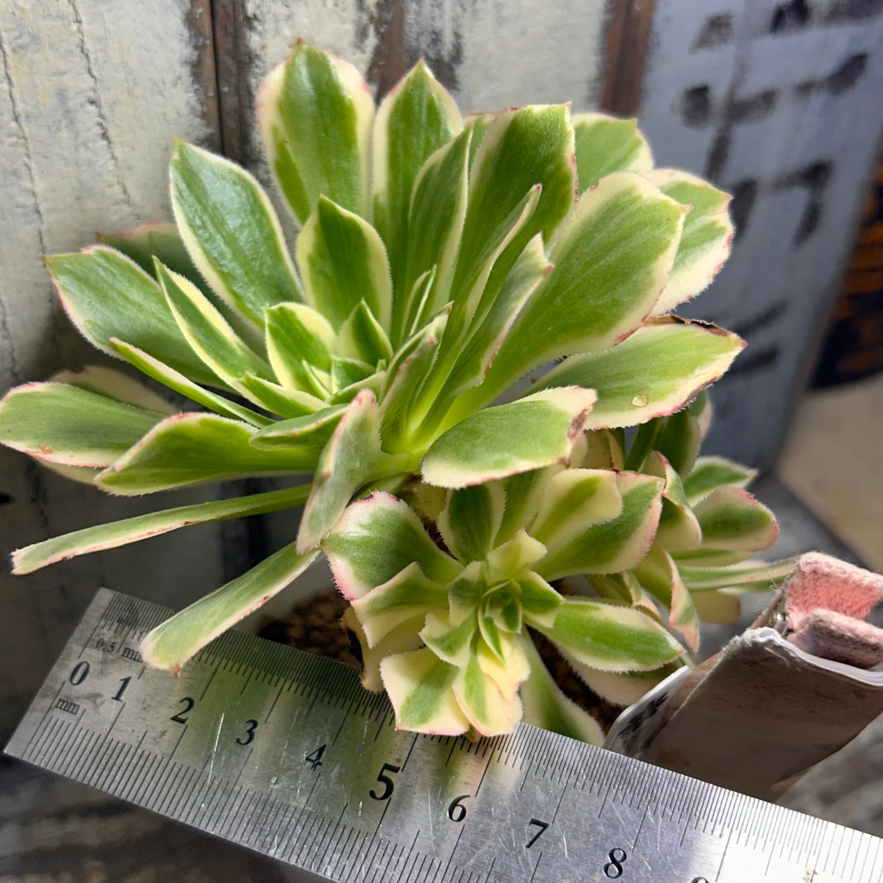 グリーンカシミヤ錦 アエオニウム | RuPo 多肉植物専門店