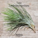 【送料無料】andreana x funckiana(開花株)〔エアプランツ〕現品発送T1452