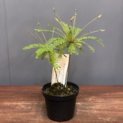 【新着3日限定10%OFF】ビオフィツム　デンドロイデス【1109】