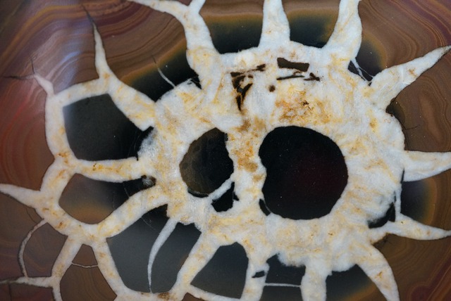 セプタリア　Septaria　754