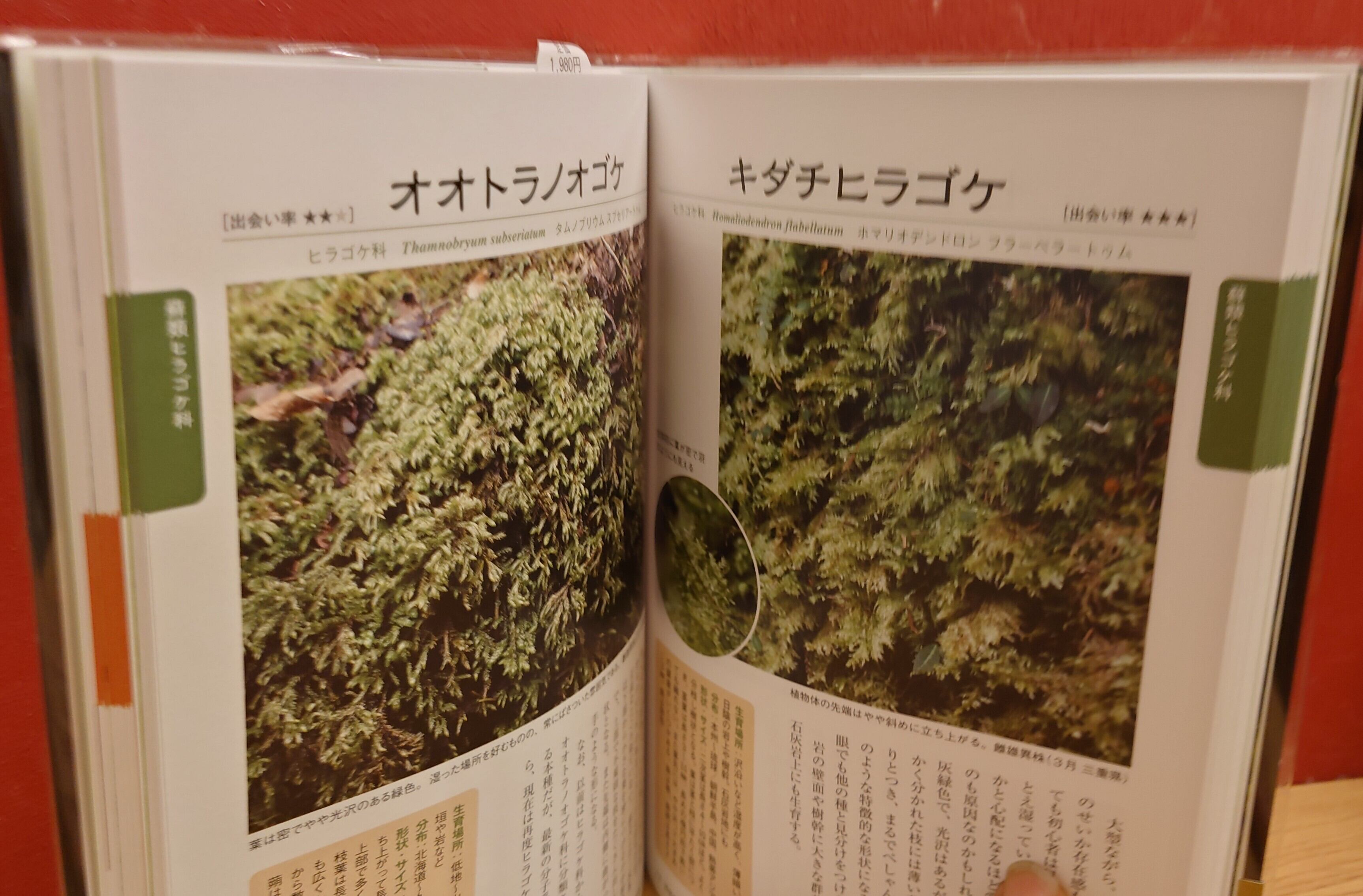 知りたい会いたい特徴がよくわかる 新コケ図鑑 | 弥生坂 緑の本棚