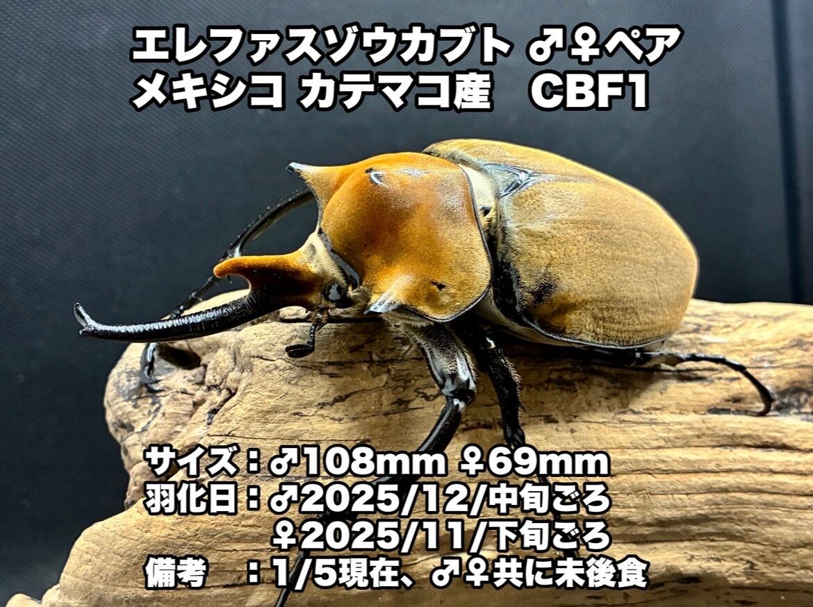 ヘラクレスカブト 極短極太系♀2匹 -④ 72、74 DH ヘラクレス オオカブト 3