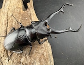 【WD】《 ギラファノコギリ亜種マキタイ 南カマリネス産 96.5mm A'品ペア》