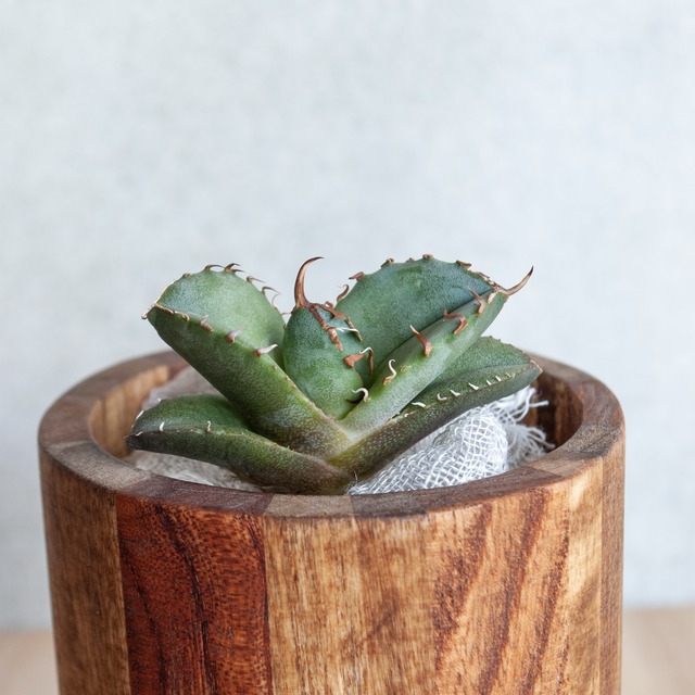 アガベ ユタエンシス エボリスピナ No.2