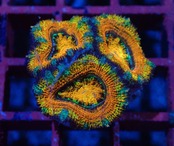 Loadhowensis PremiumRainbow Frag 5
