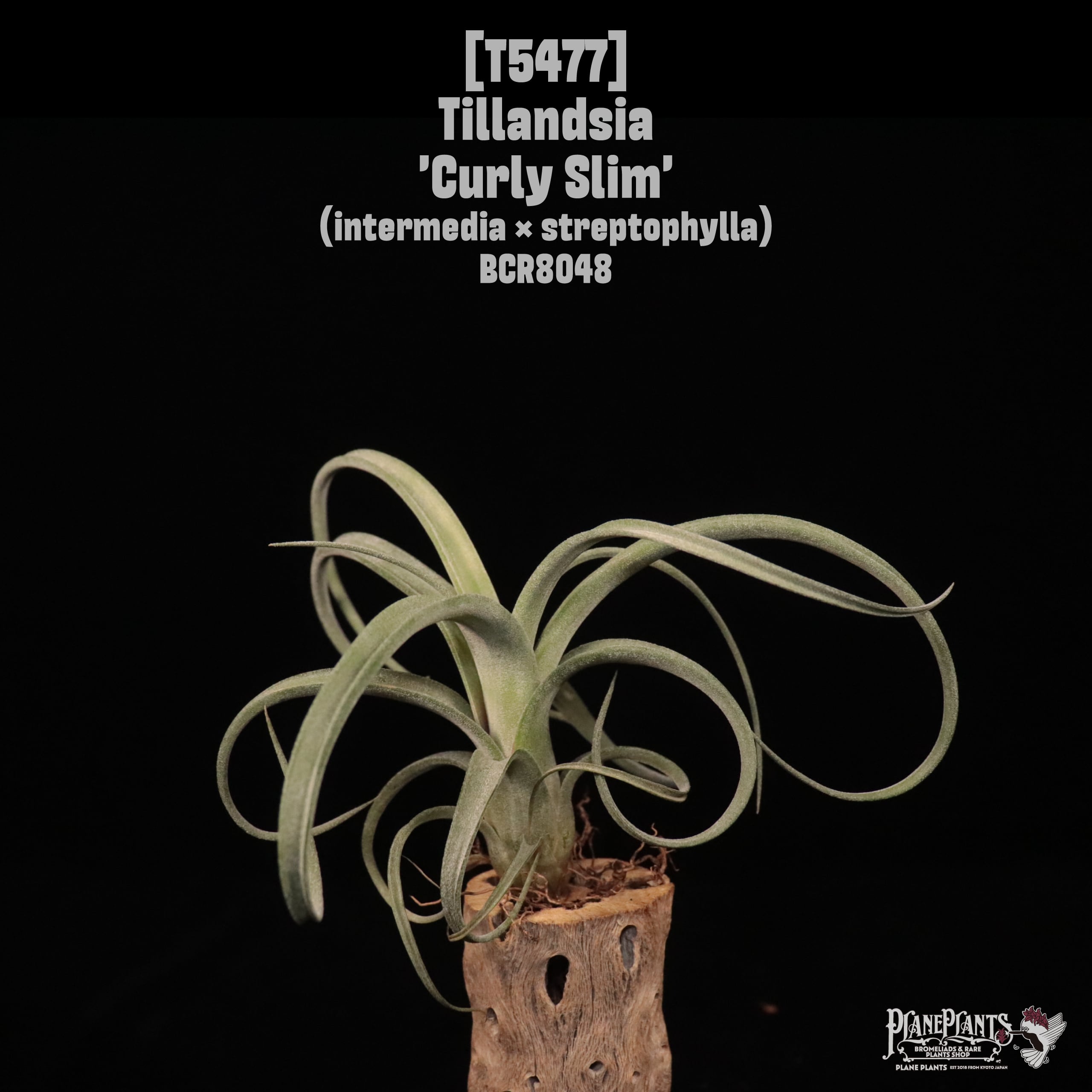 A B C | plane plants