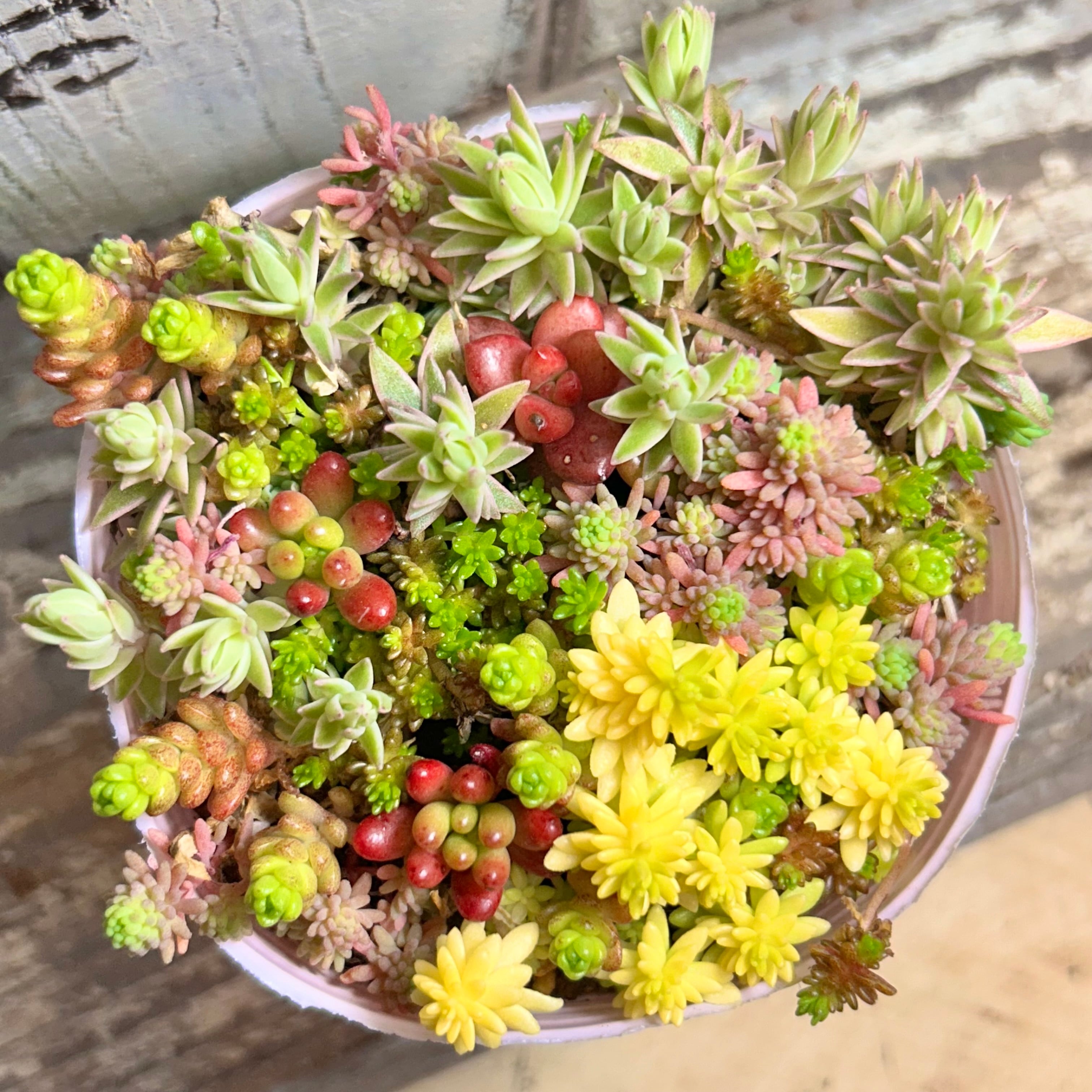 A)セダム寄せ植え | RuPo 多肉植物専門店