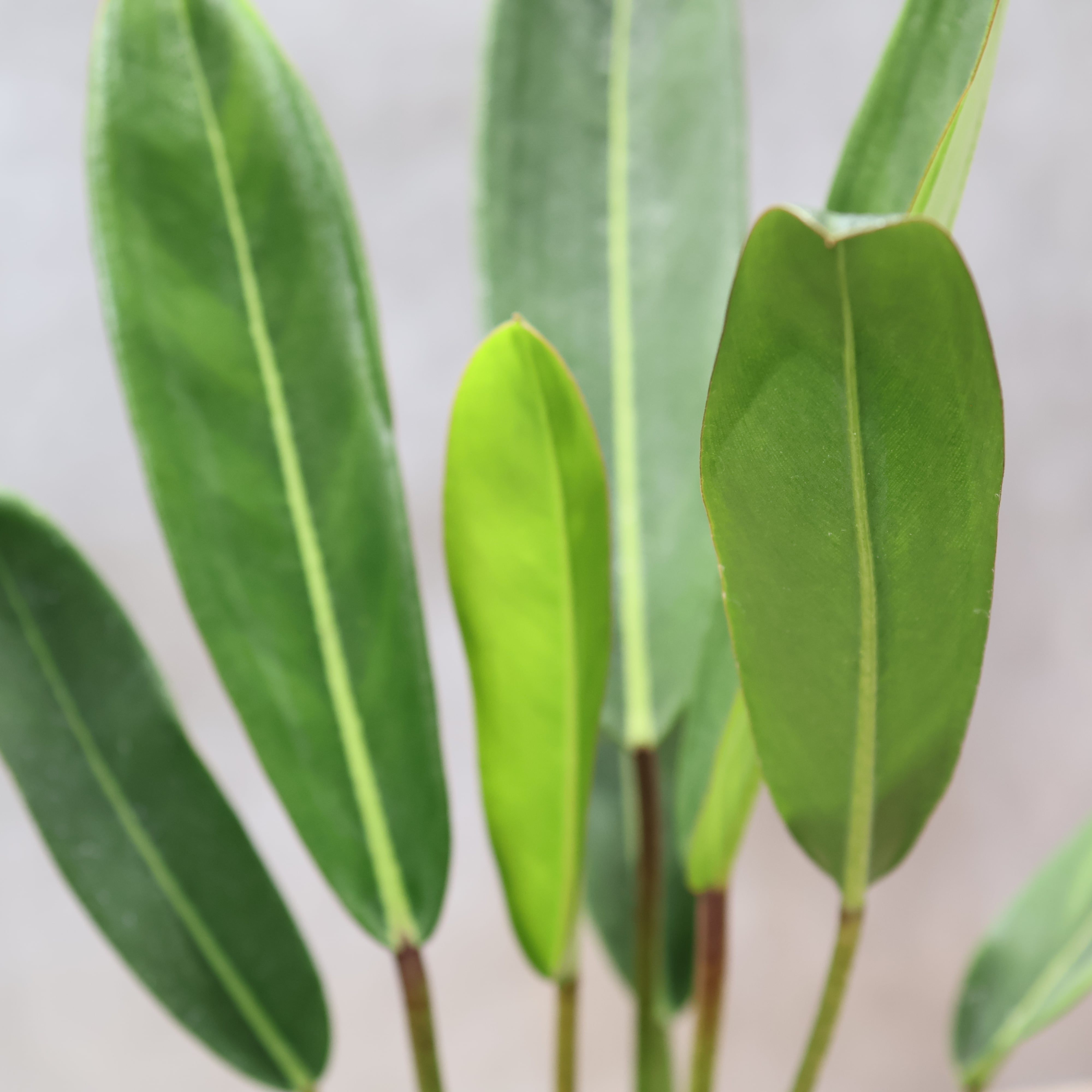 324 線と陰影を愉しむ『フィロデンドロン カロッスム Philodendron
