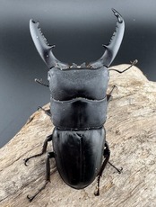 【WD】《ミンダナオヒラタ キダパワン産 86mm A’品ペア》