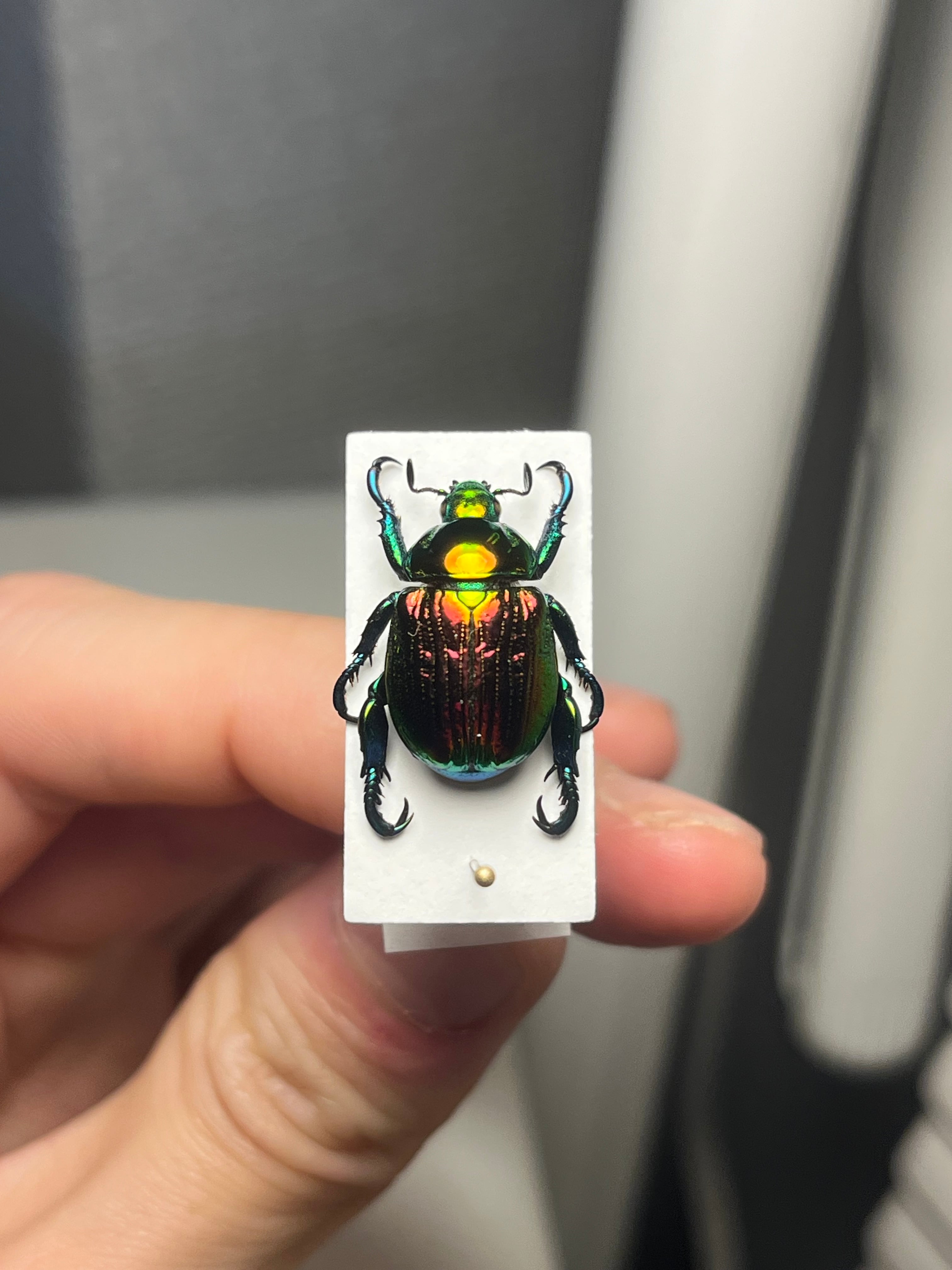 62mm】多分 赤 パリーテナガコガネ カメムシサシガメ甲虫昆虫標本ハ