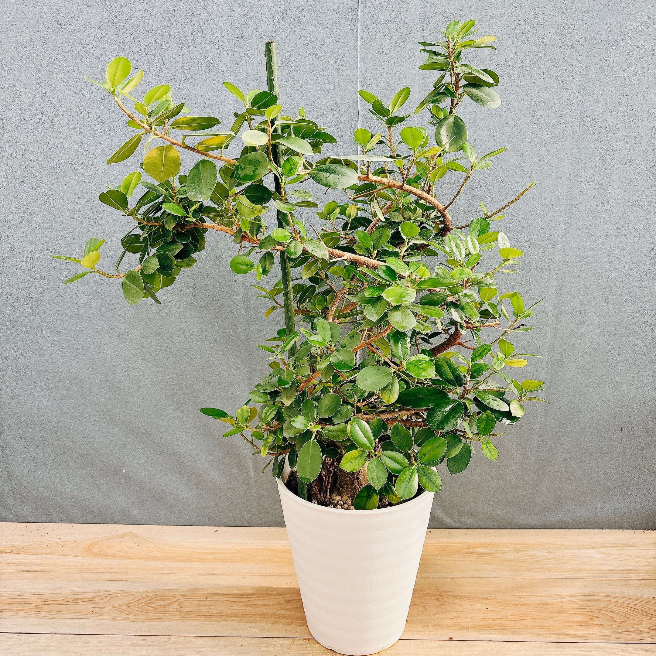 現品］【希少】A32 パンダガジュマル 盆栽仕立て 8号 観葉植物 室内