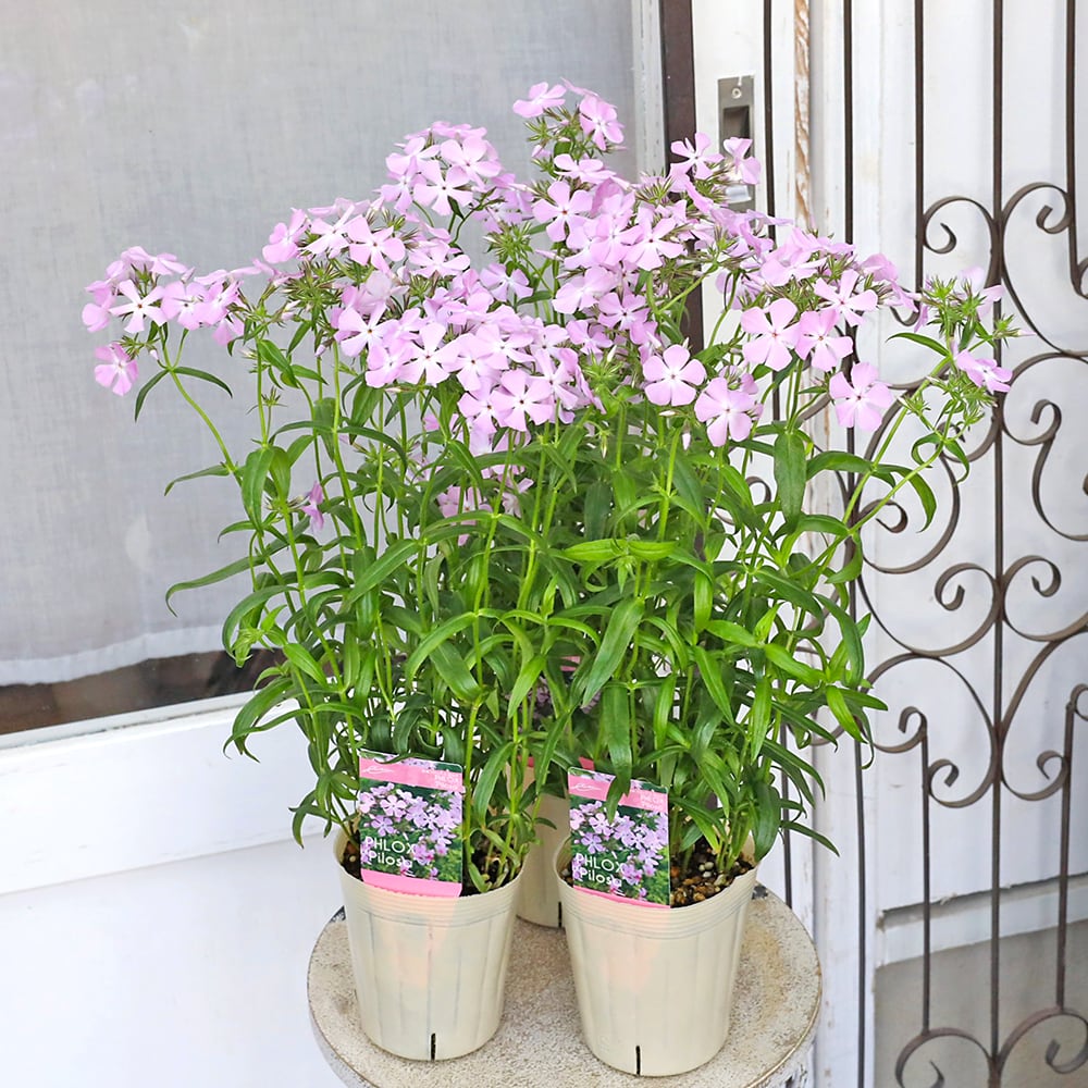 値引きセール 花苗 宿根草 フロックス ピロサ 3.5号 耐寒性 多年草