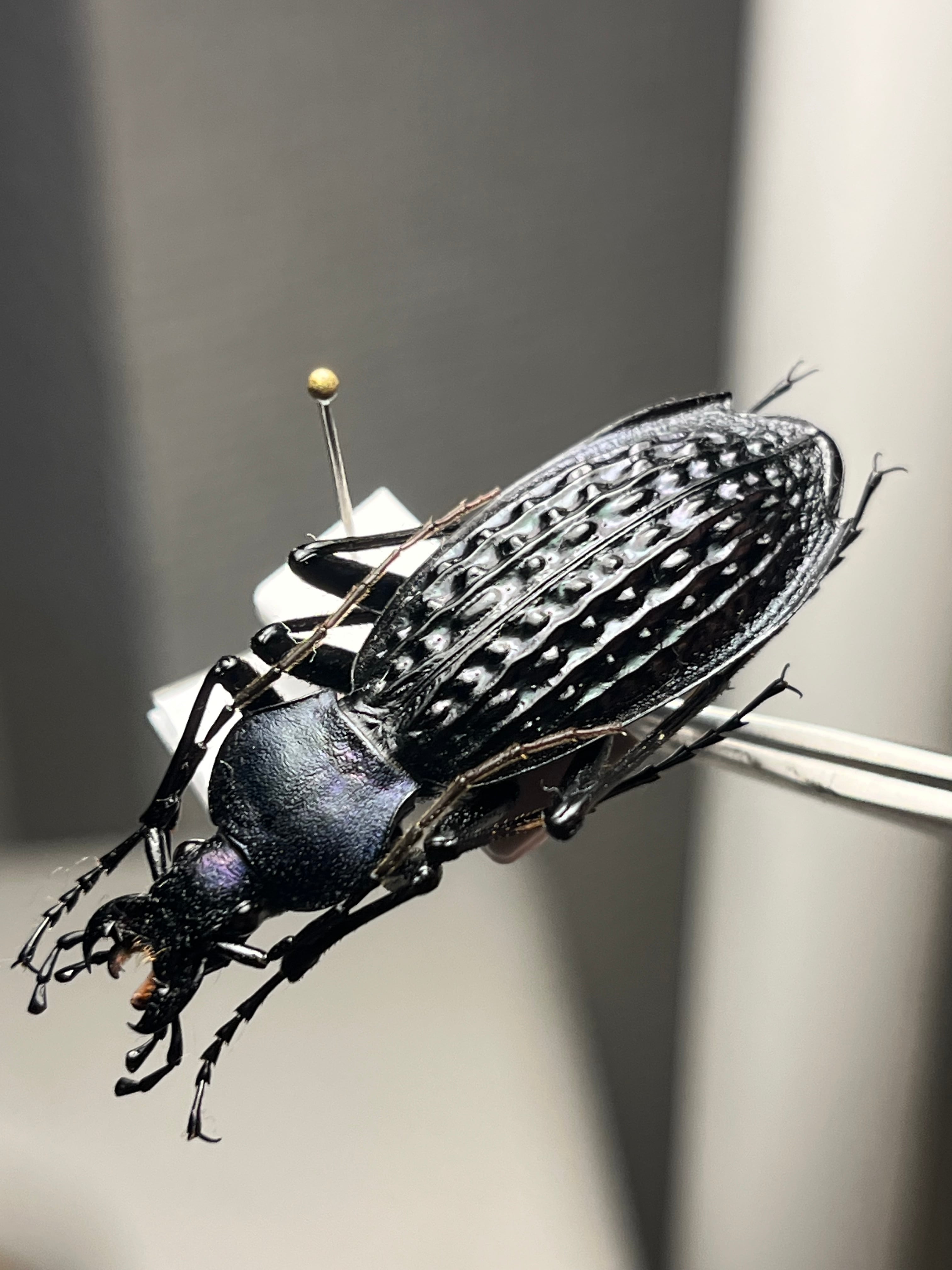 発光感有】アグリアスクラウディナサルダナパルス♂ ミイロタテハ 蝶