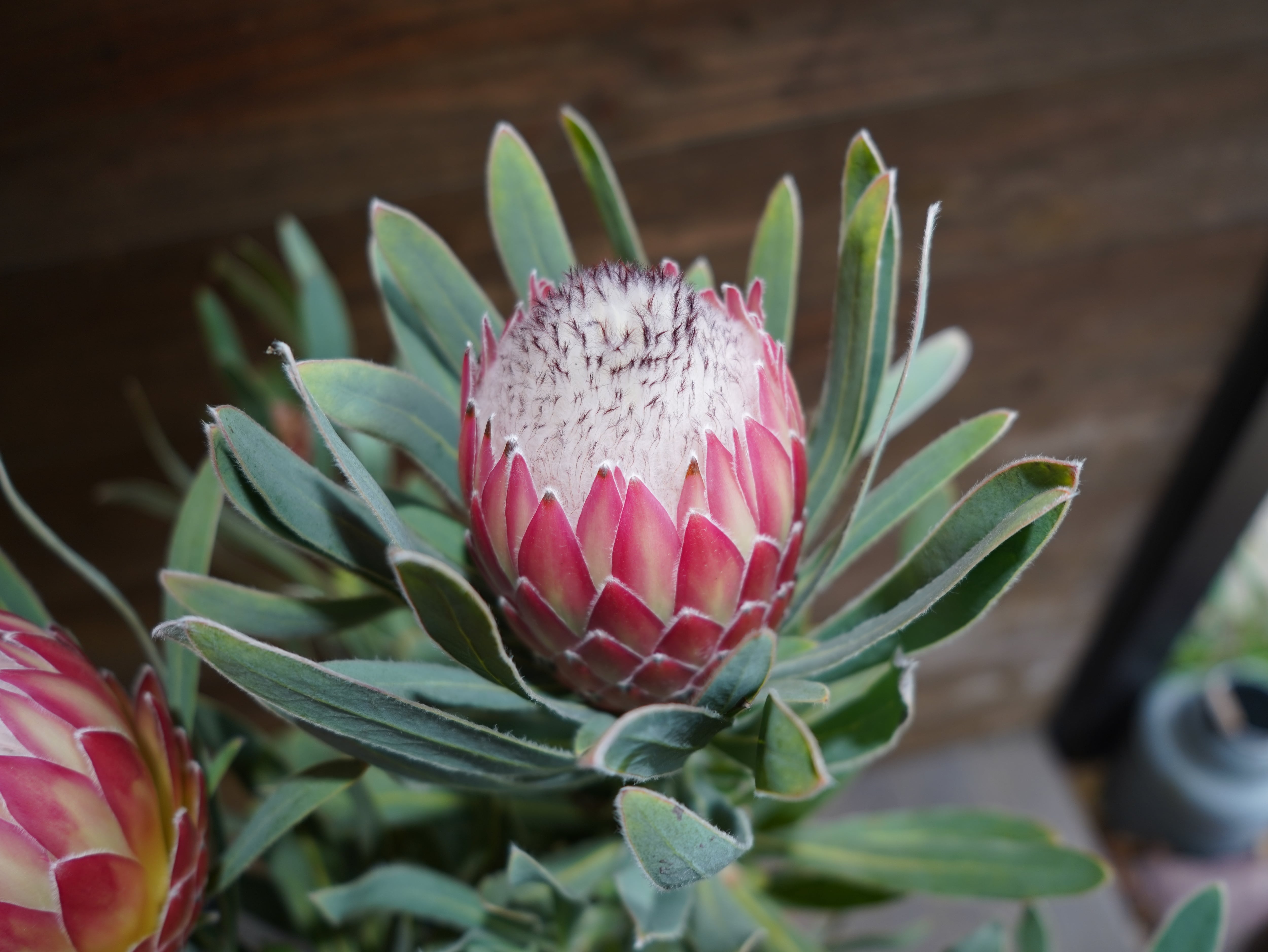 【現物】プロテア　”ポッサムマジック”