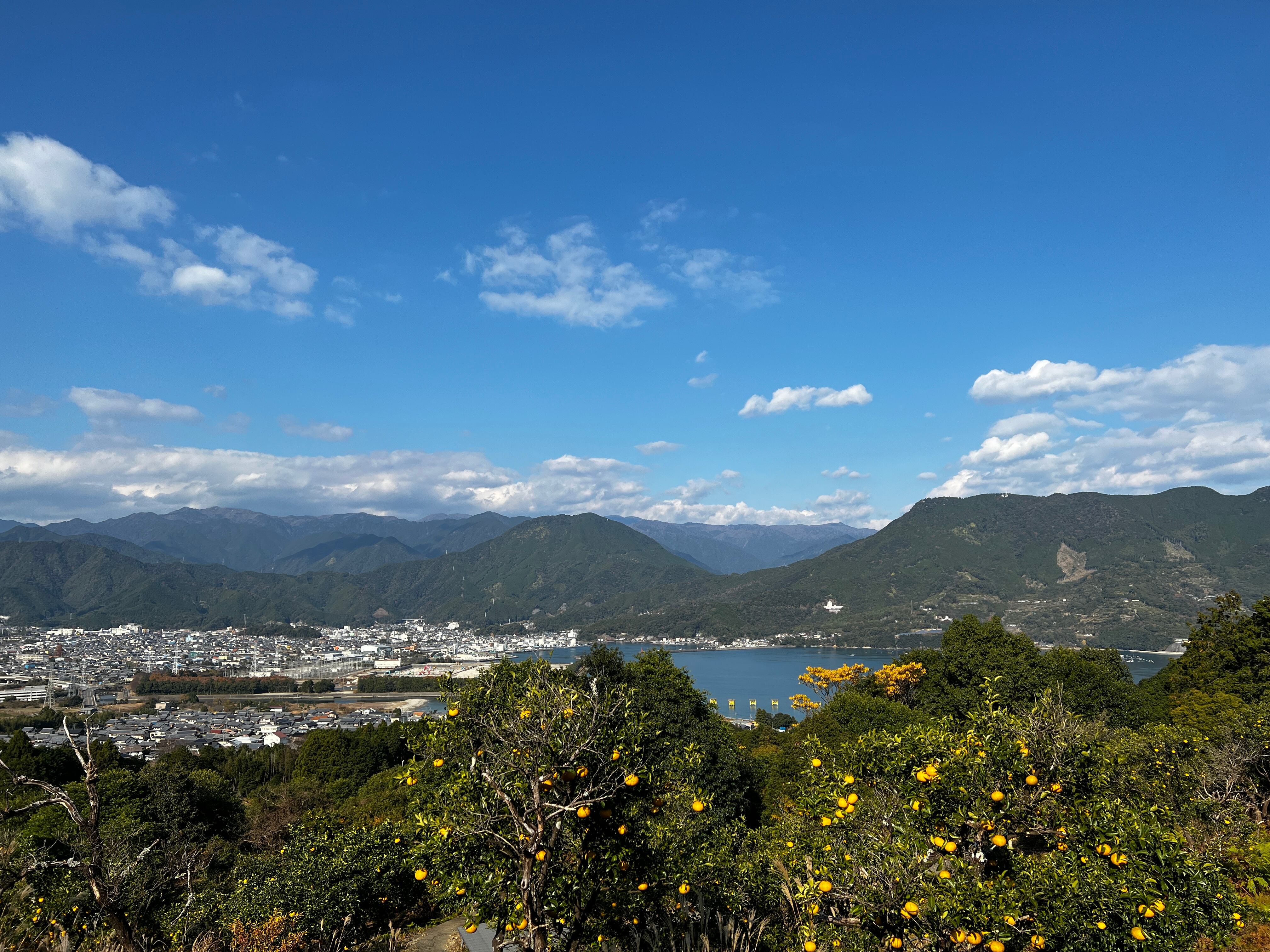 未来の甘夏の木 応援オーナー