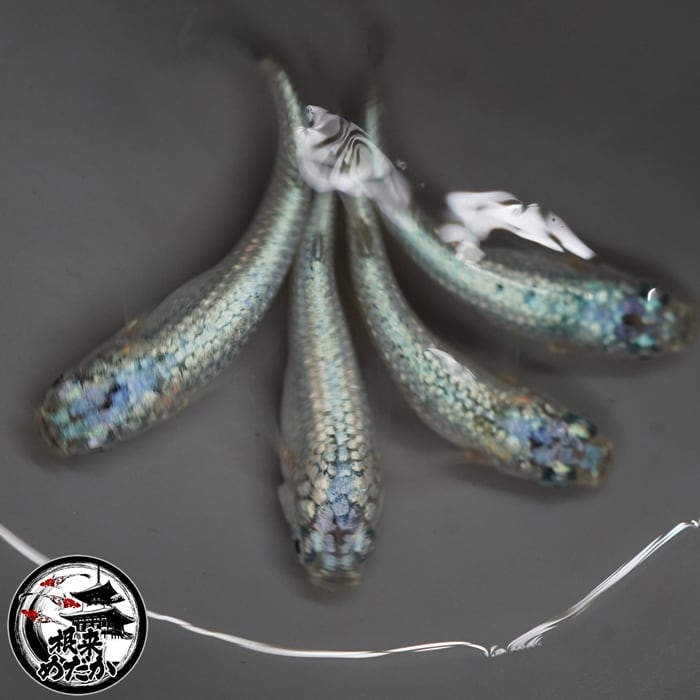 〖1ペア〗ネオンシュガーメダカ 成魚 2～3cm｜改良メダカ 人気品種 メダカ販売