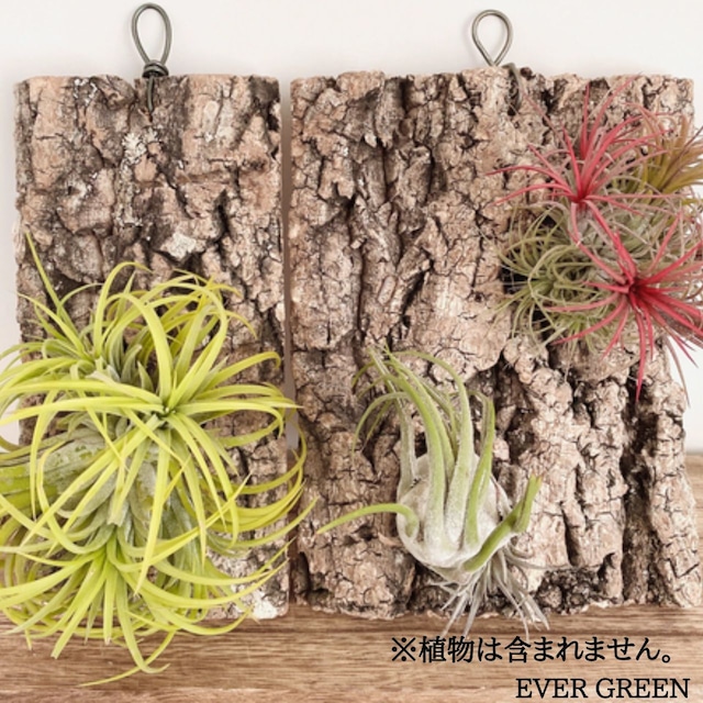 コルク樹皮の着生板 A064