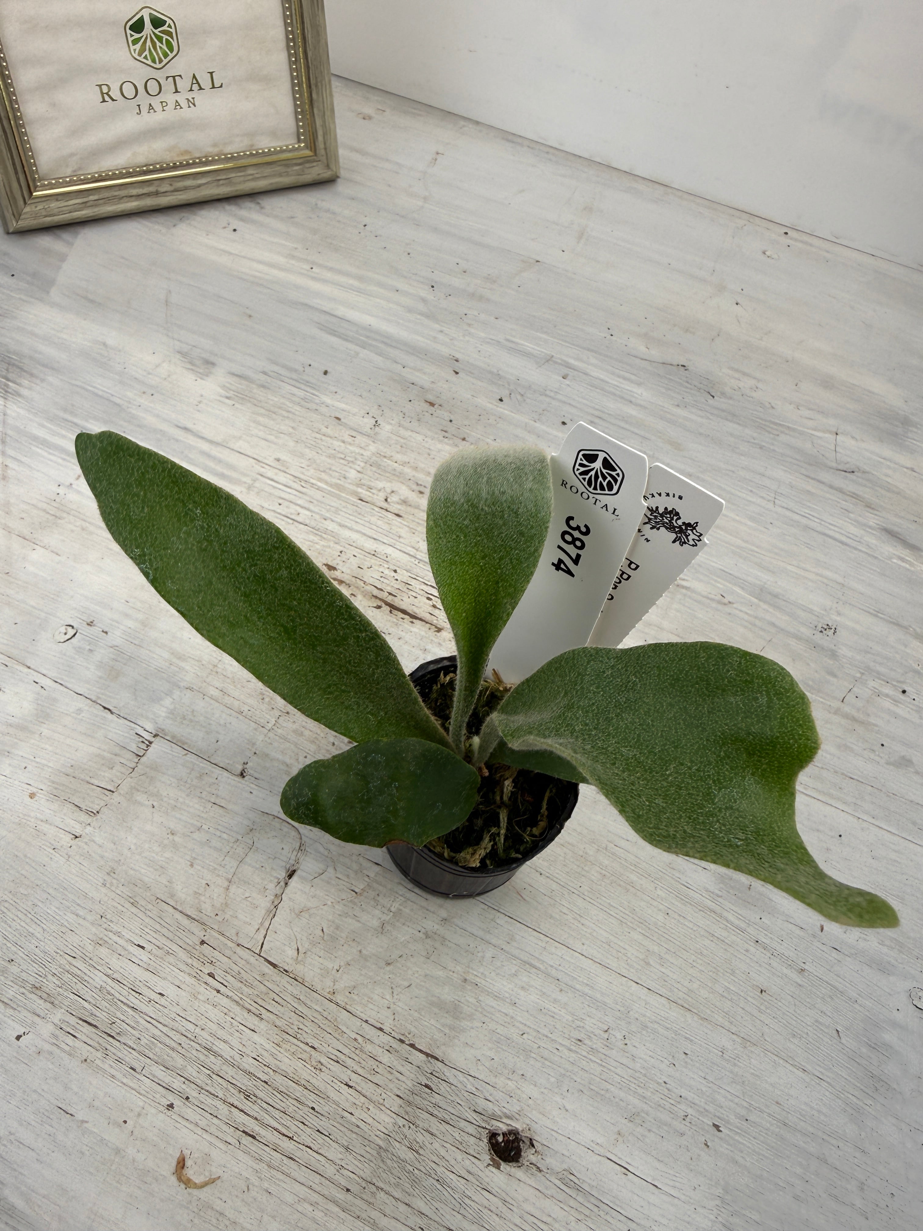 ☆3874 ビカクシダ ポップソーダ TC (5㎝ポット) | ROOTALPLANTS