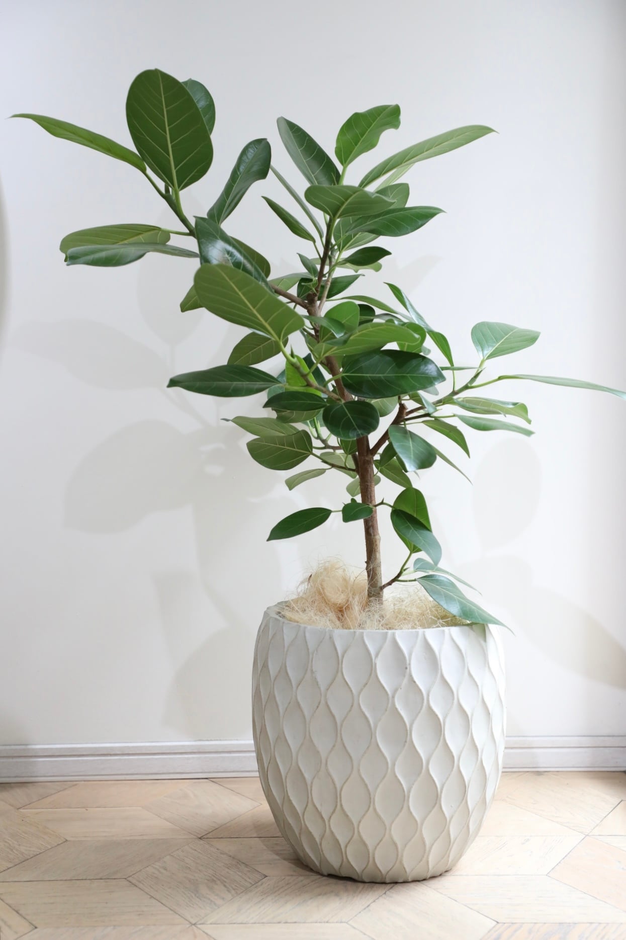 L/110cm】フィカス ベンガレンシス/Ficus benghalensis※陶器鉢カバー別
