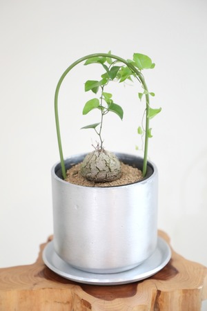 【S】亀甲竜/Dioscorea elephantipes