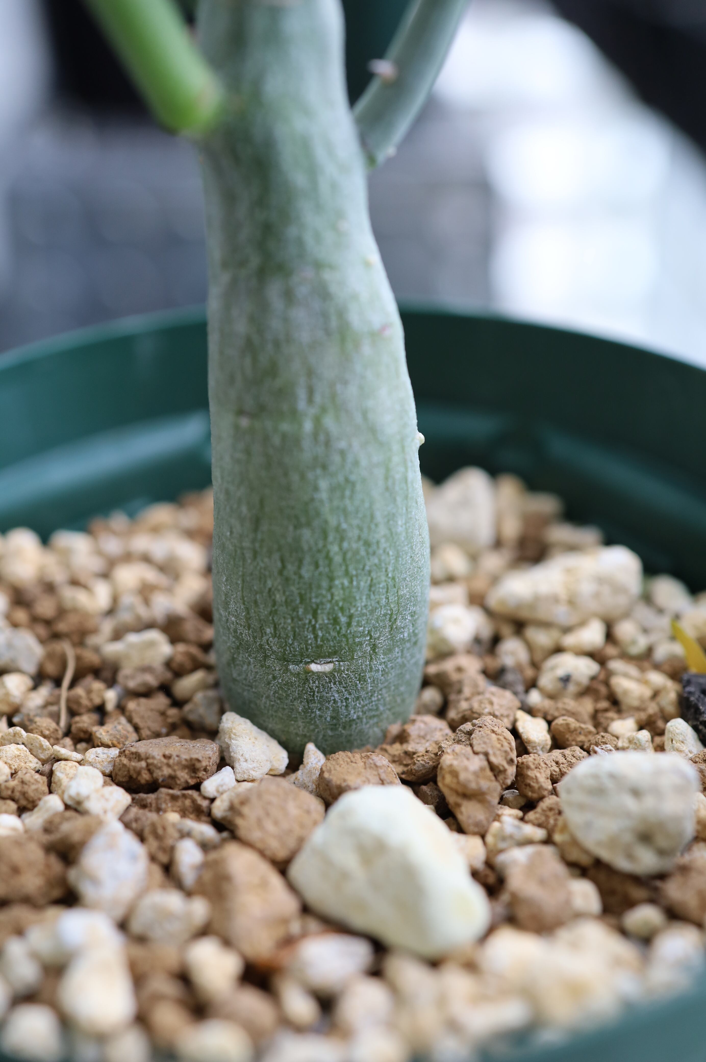 アデニア・バリー | Adenia ballyi _001 | SAVVY PLANTS