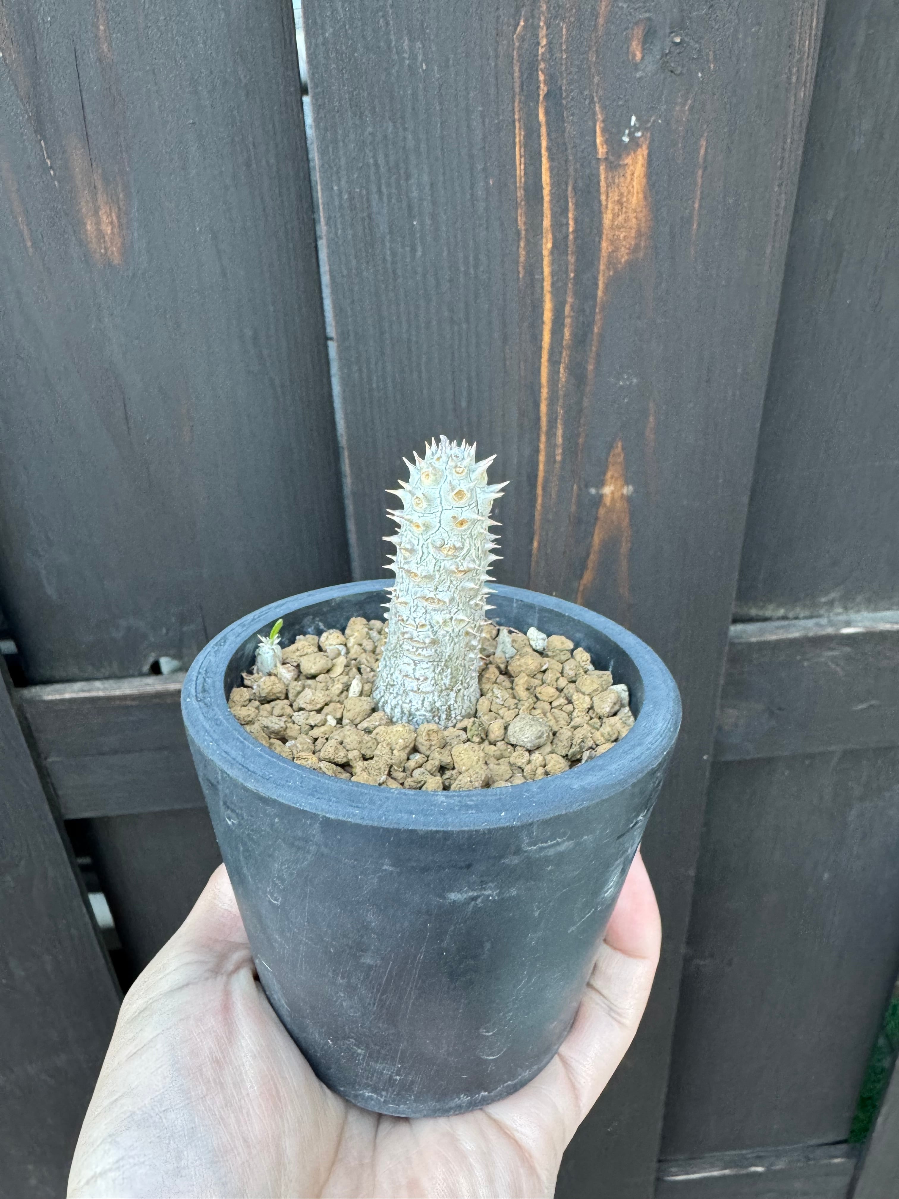 【新着】Pachypodium Tackyi 【塊根植物の希少ハイブリッド】パキポディウム タッキー