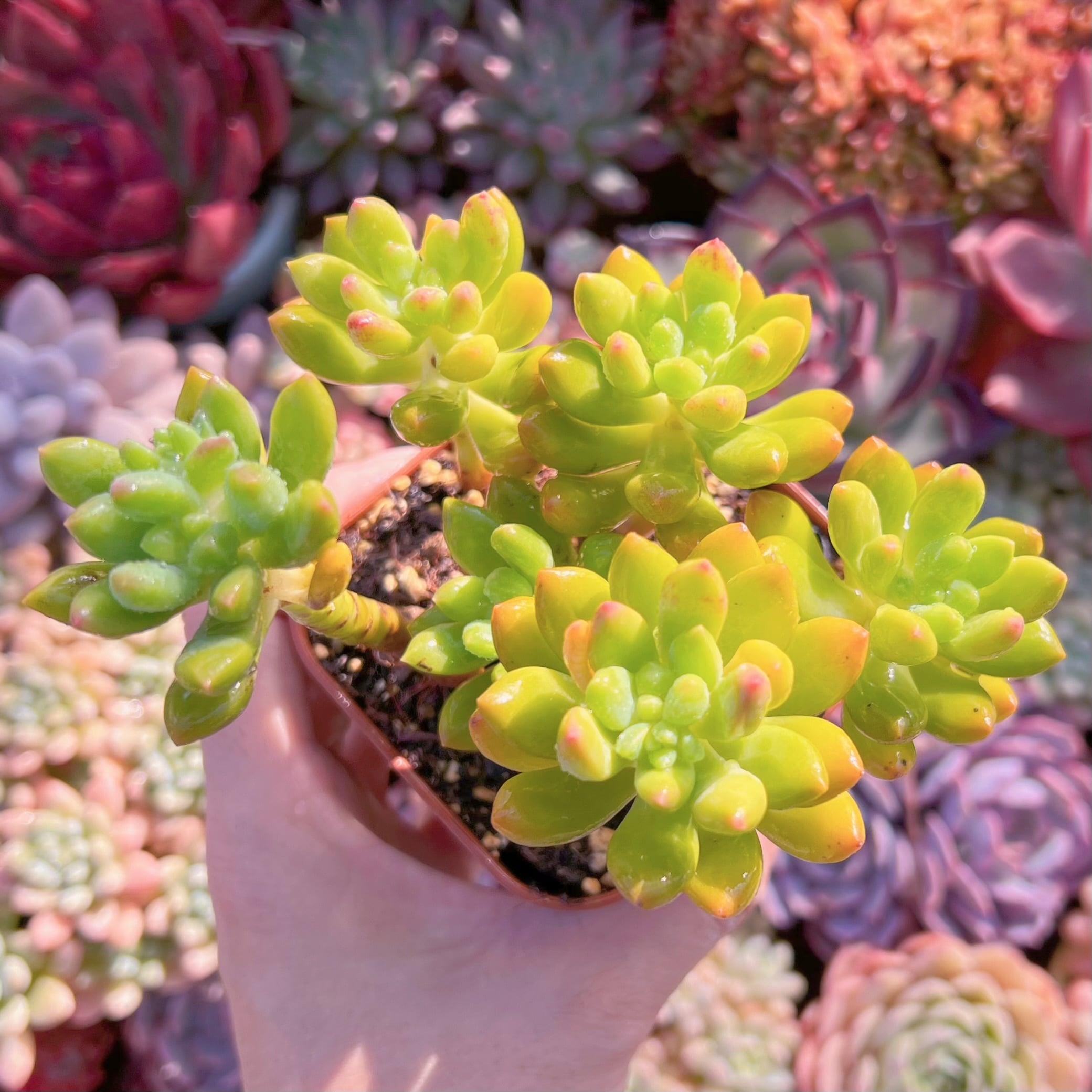 現物　春萌#677    古株   るる農園