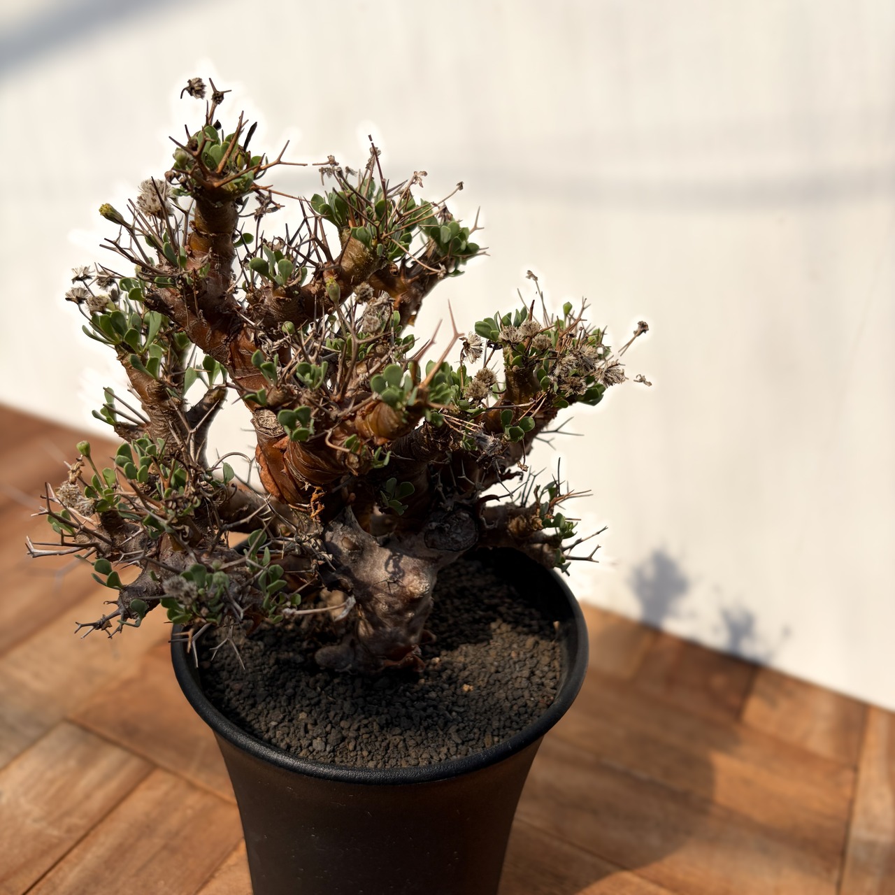 Othonna euphorbioides【オトンナ・ユーフォルビオイデス・実生】