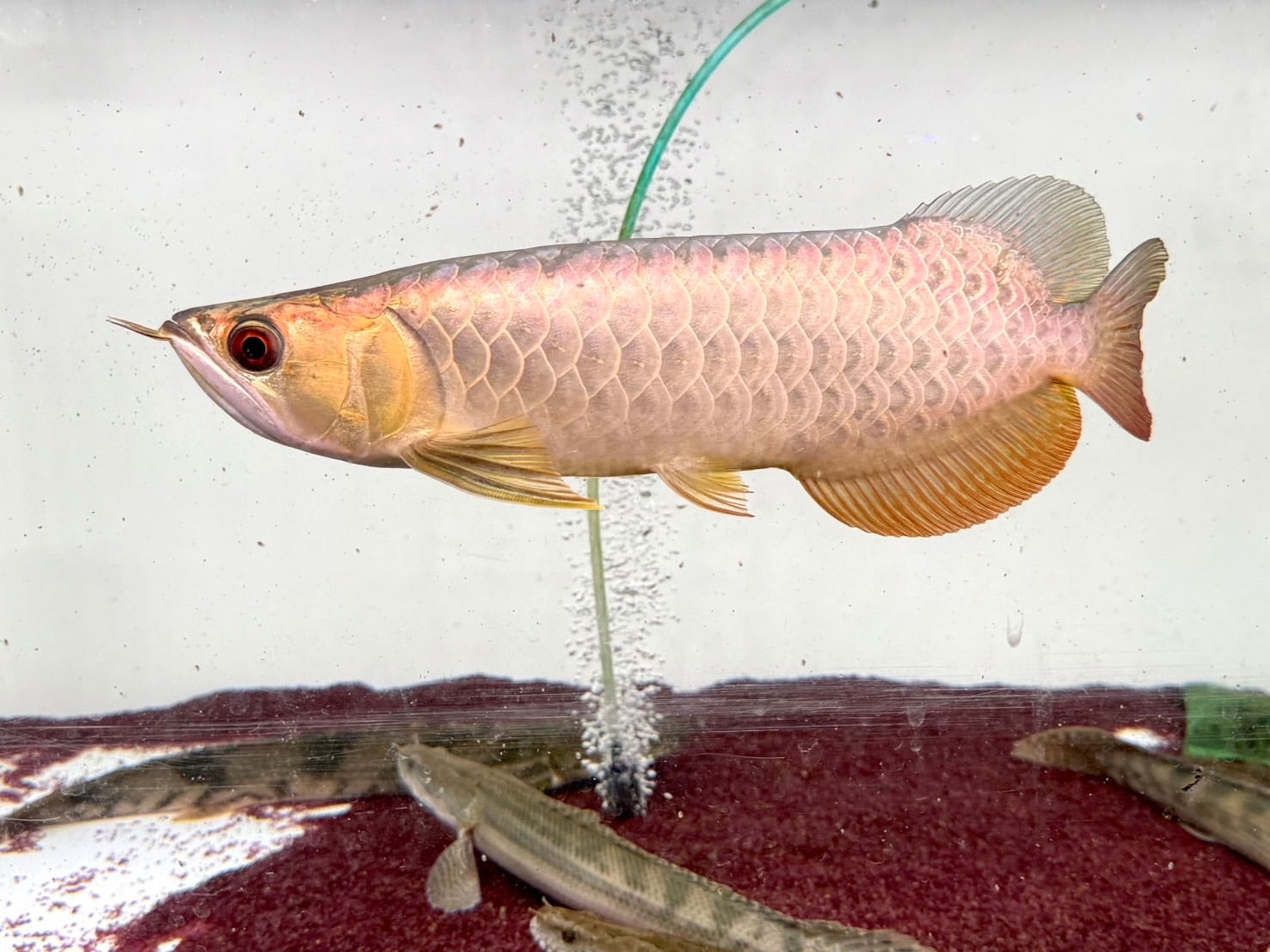 A11 アジアアロワナ 過背金龍 フルゴールデン 34㎝前後 250-007348