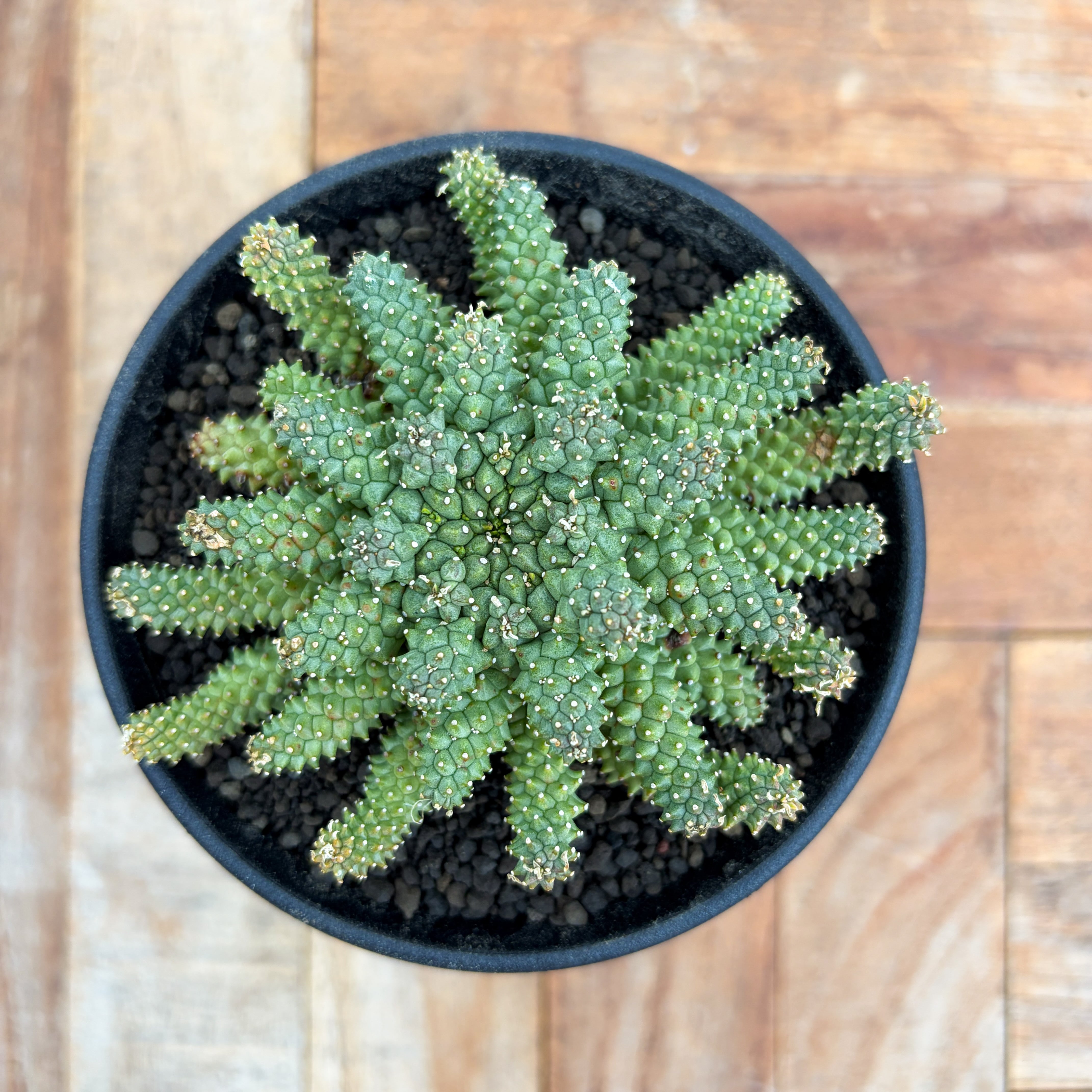 Euphorbia atroviridis【ユーフォルビア・アトロビリディス】 | RIMO'S