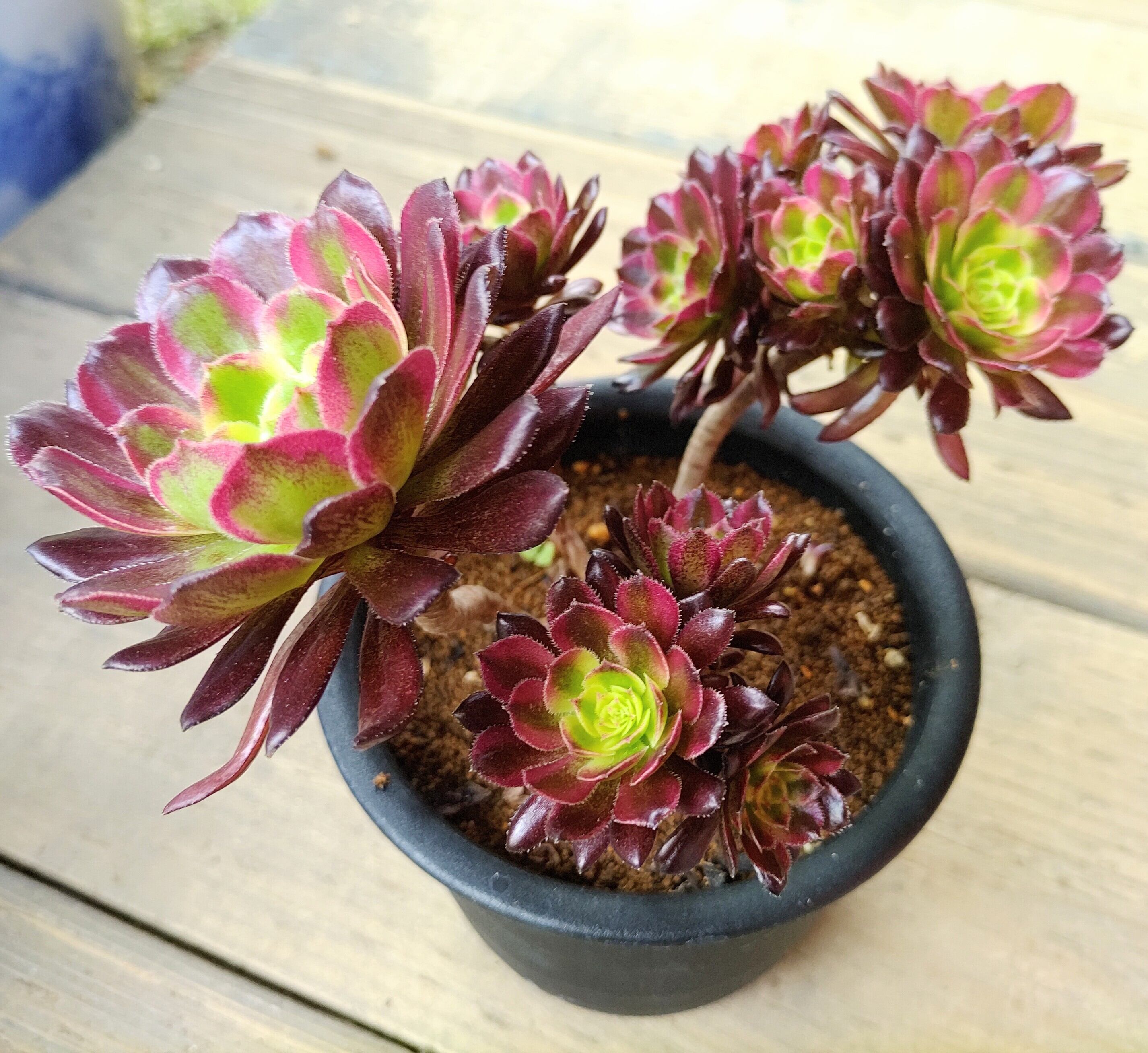 T)赤顔(アエオニウム) | RuPo 多肉植物専門店