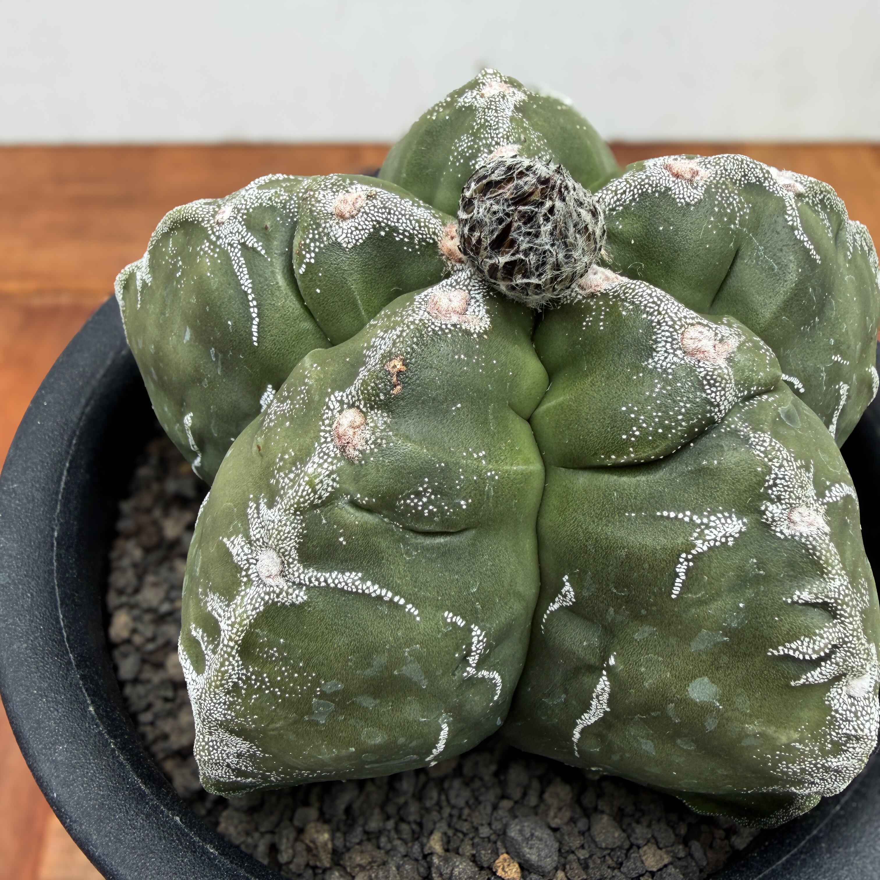 Astrophytum 雪陵亀甲ランポー | RIMO'S GREEN 【Saboten & Succulent】