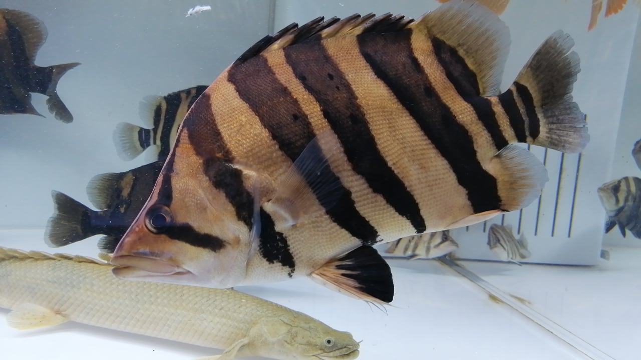 ダトニオプラスワン② ±38㎝ | アロワナ等の大型魚・熱帯魚の