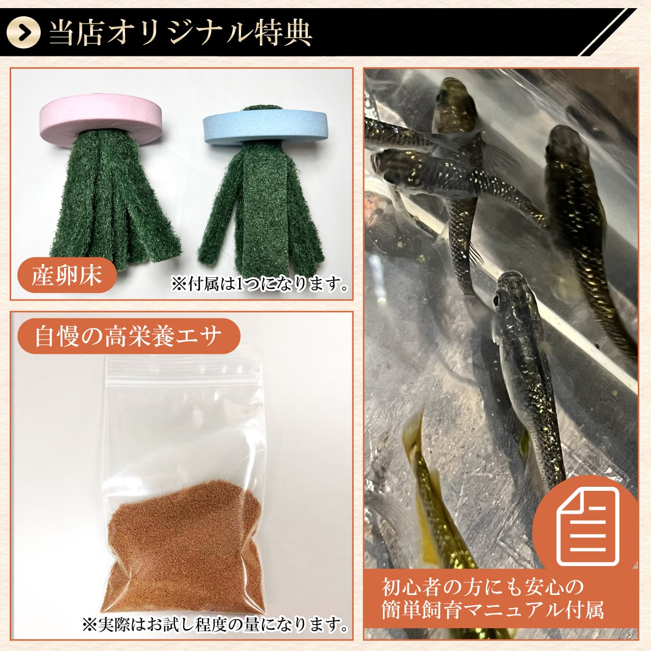 めだかページ Amazon | 【10匹＋α】メダカ ラメ系ミックスメダカ【めだか】S