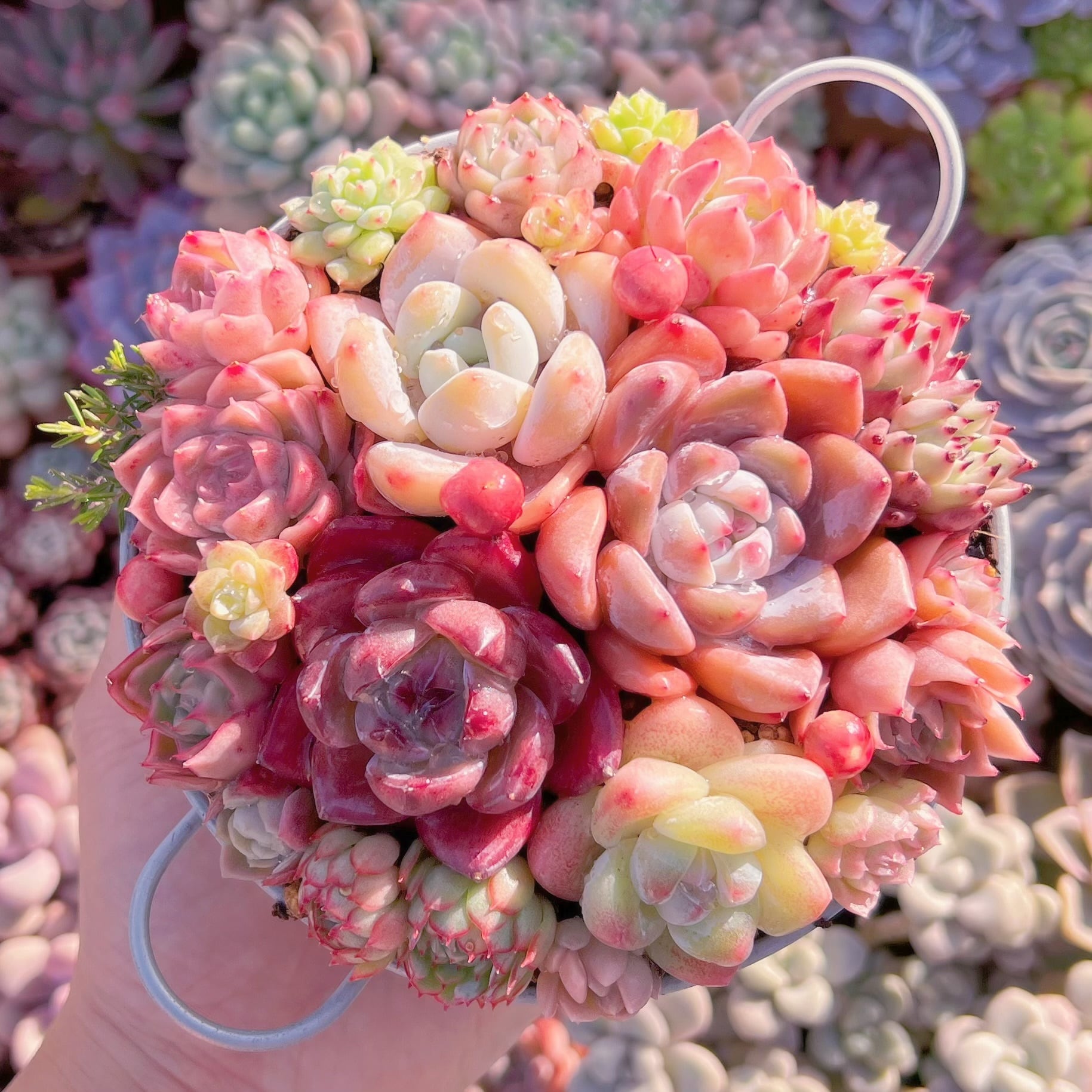 現品　寄せ植え鍋セット#A85   るる農園