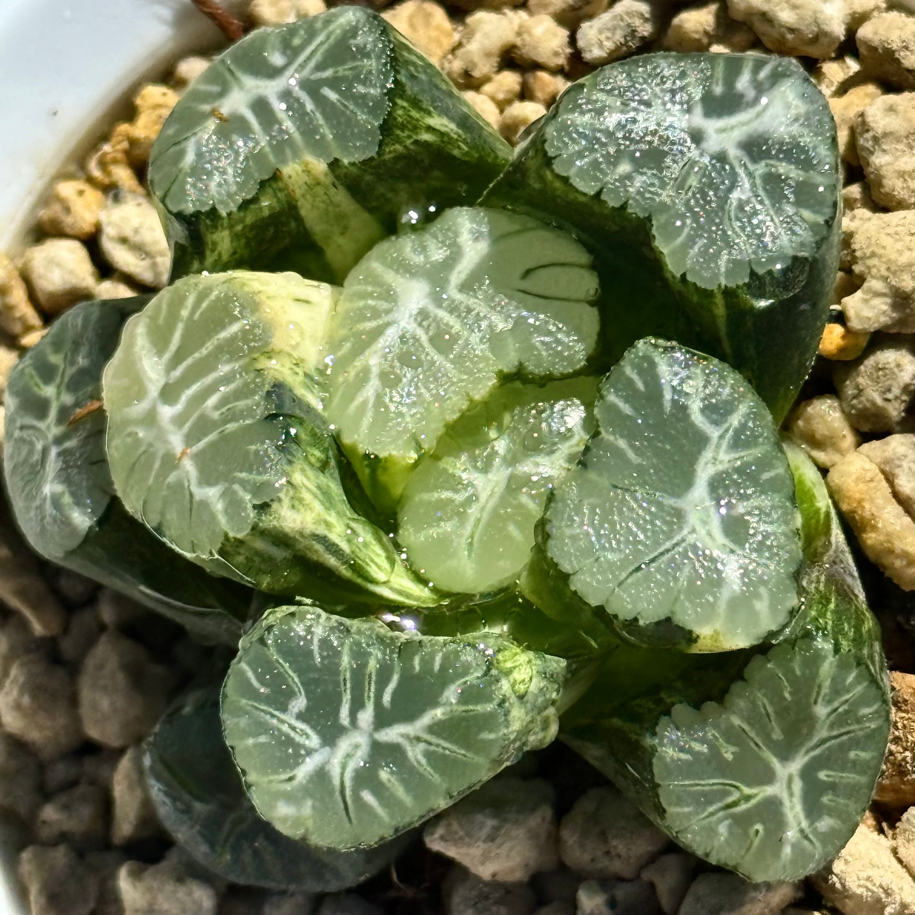 紫王オブツーサ錦 B157 糊斑超美株 | 珍しいハオ楽園