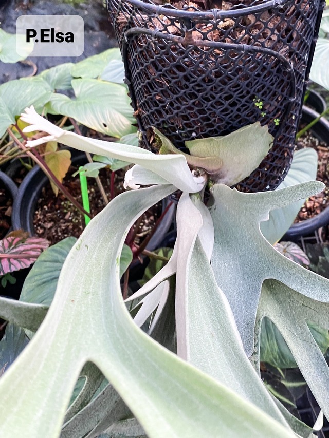 P.Elsa (F307) 【artPLANTs】ビカクシダ/Platycerium