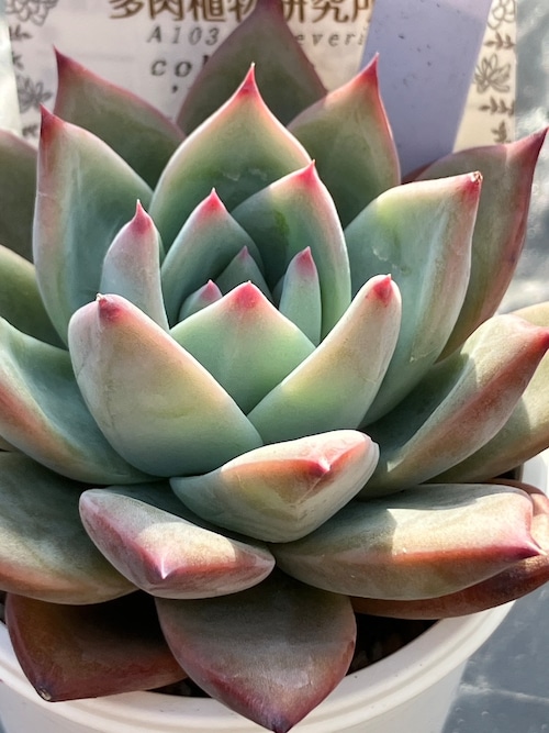 【現物商品】コロラータ ナウアラ 実生 ②